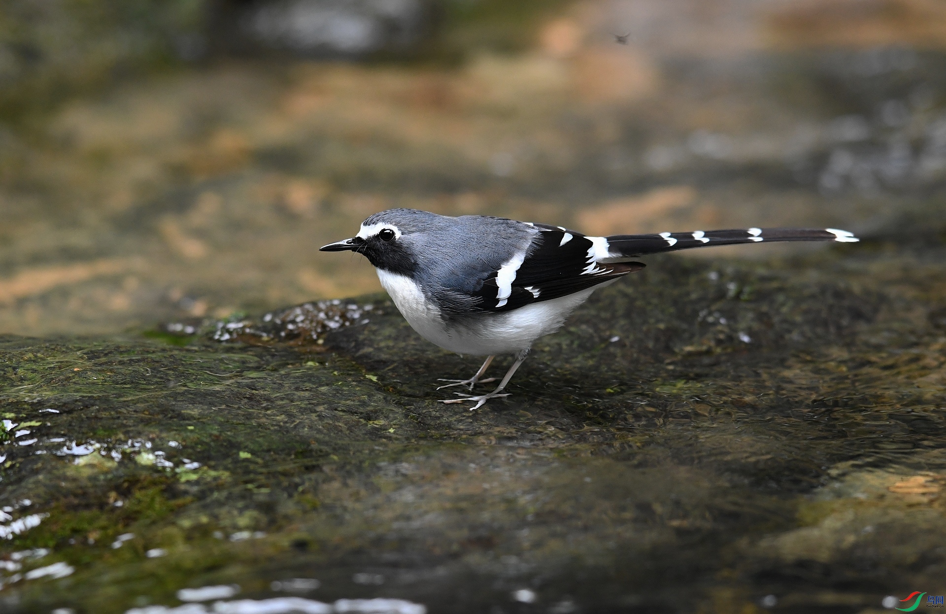 DSC_9638.jpg