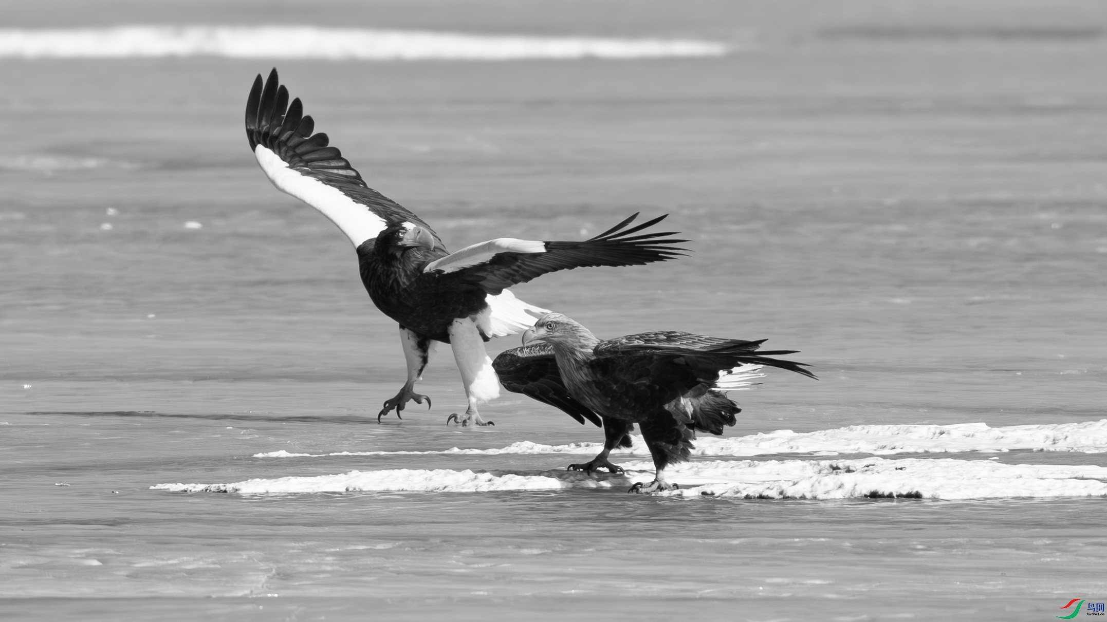 DSC01101-1.jpg