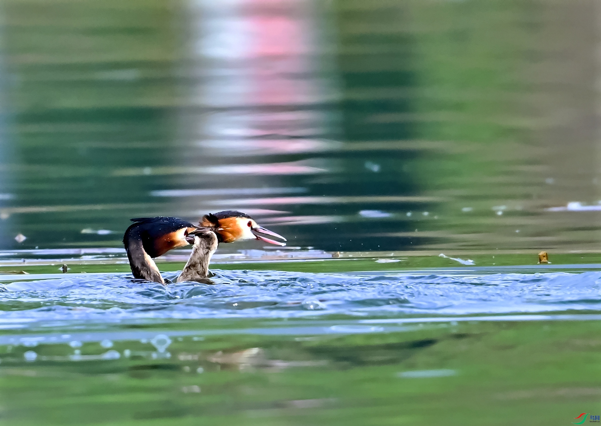 DSC_2328---_conew1.jpg