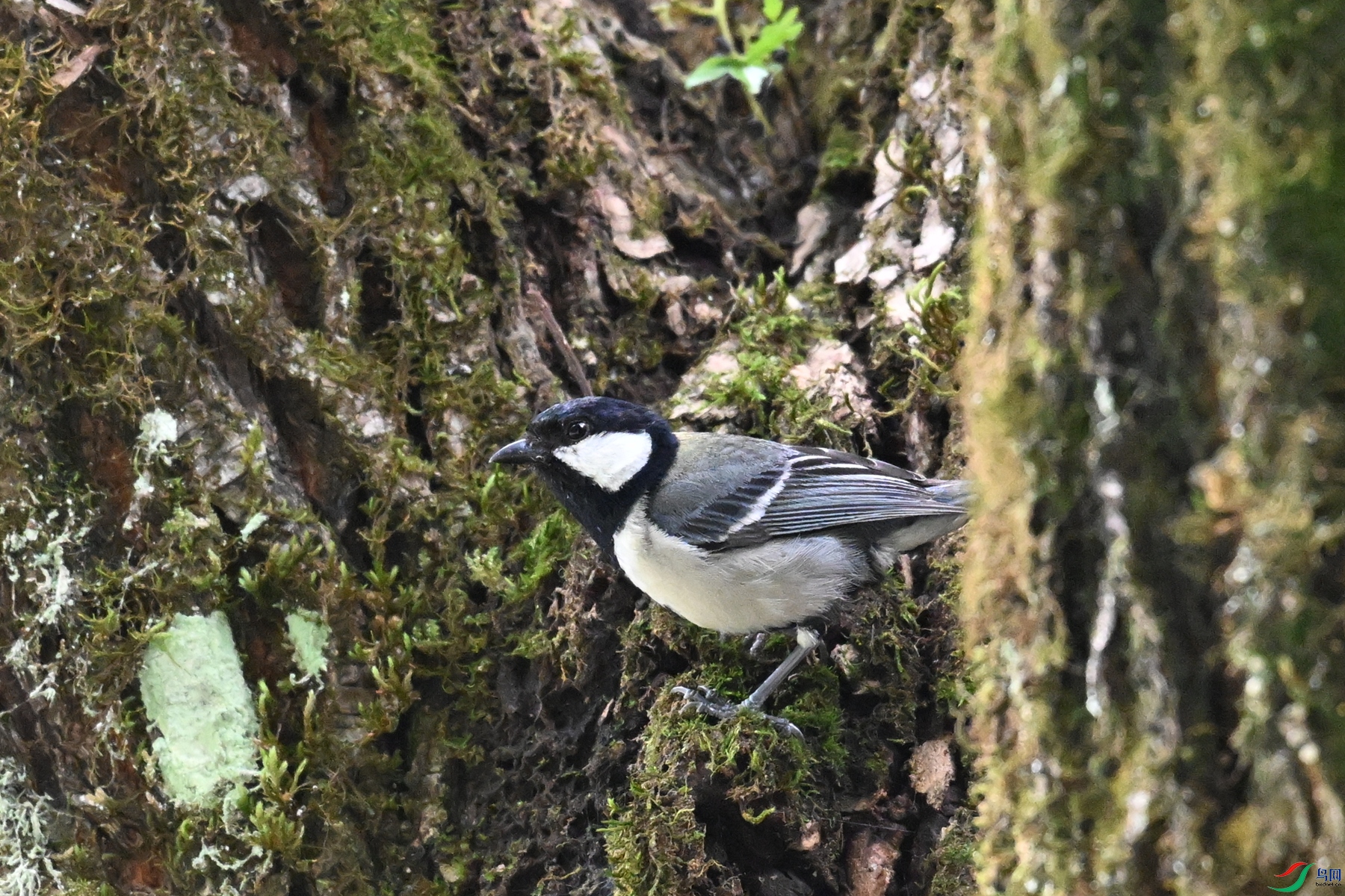 DSC_3367.JPG