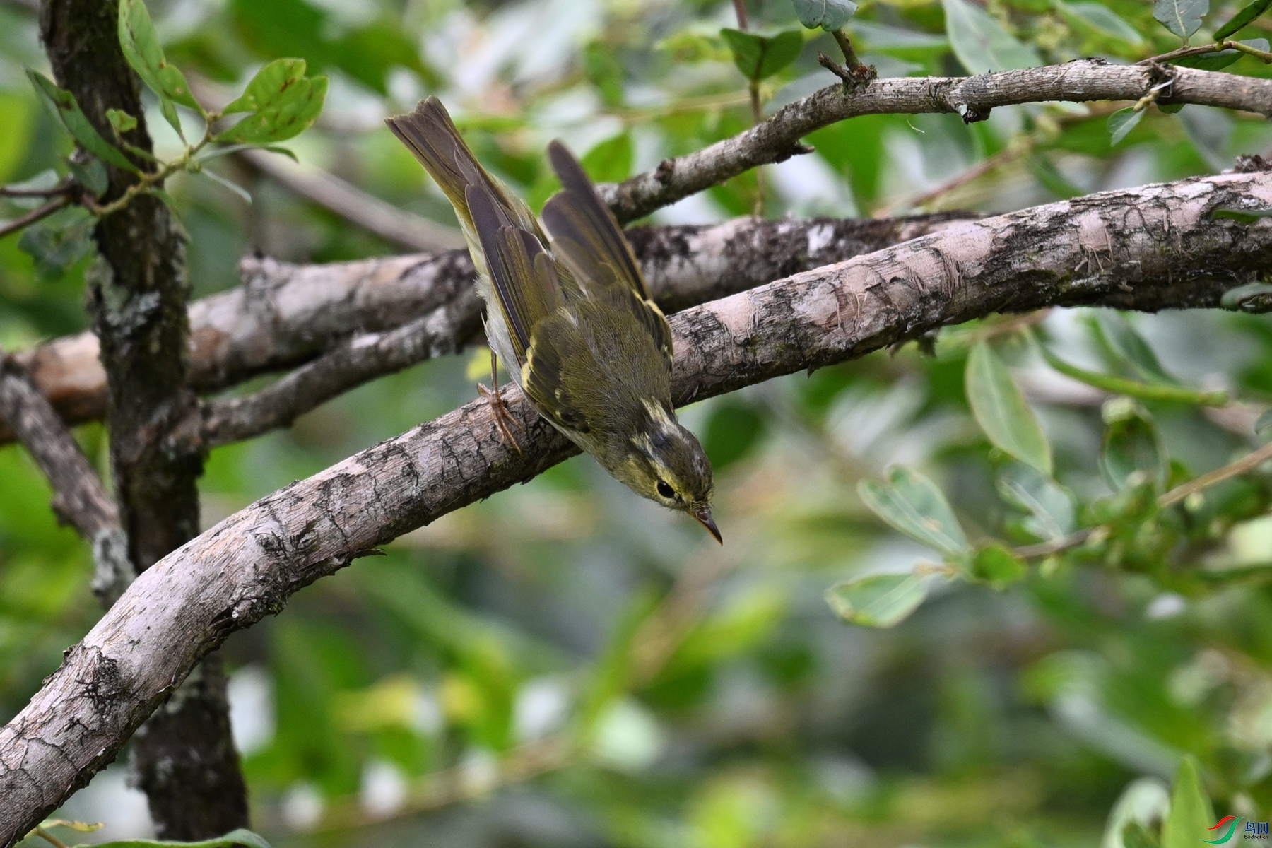 DSC_3336.JPG