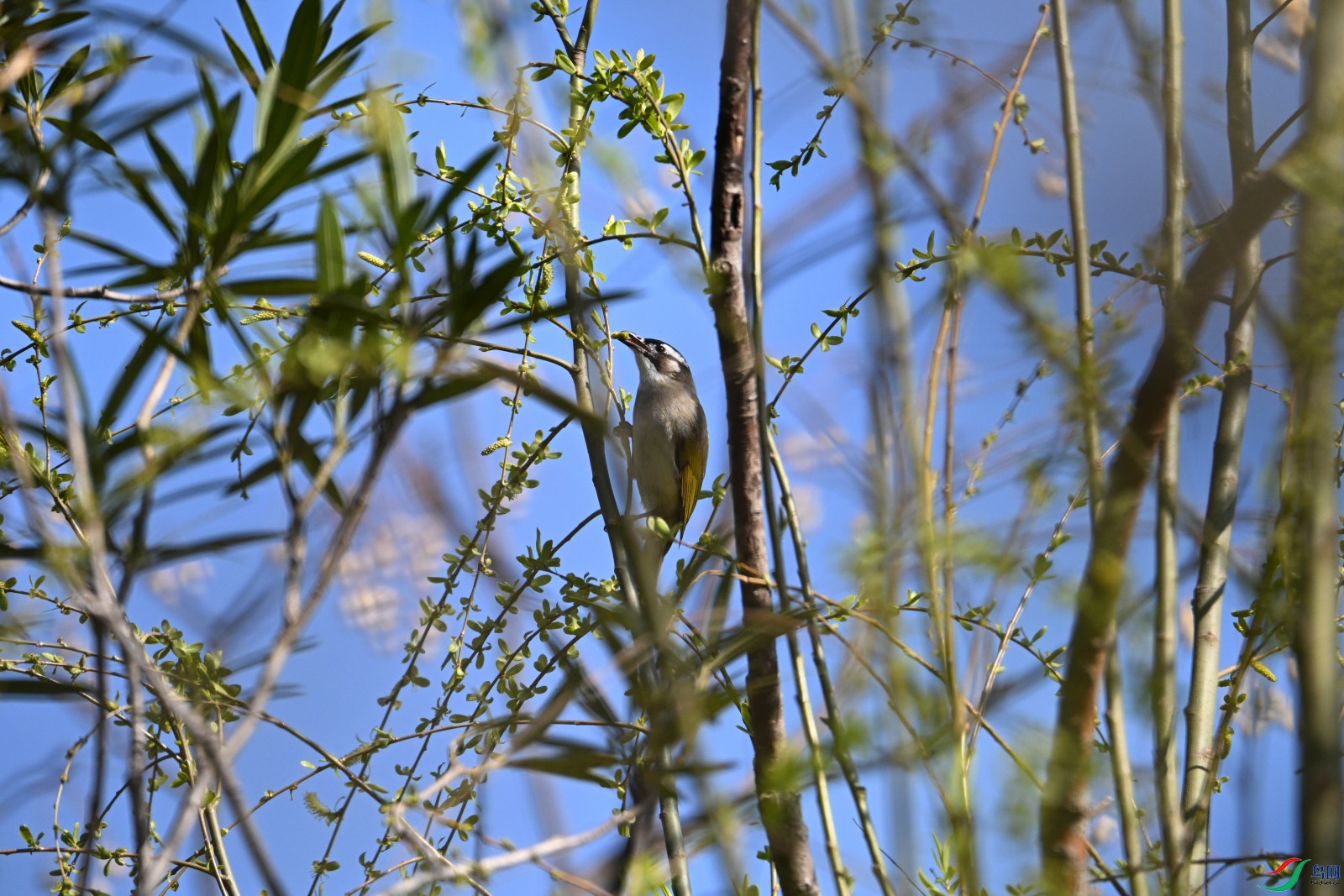 DSC_1681.JPG