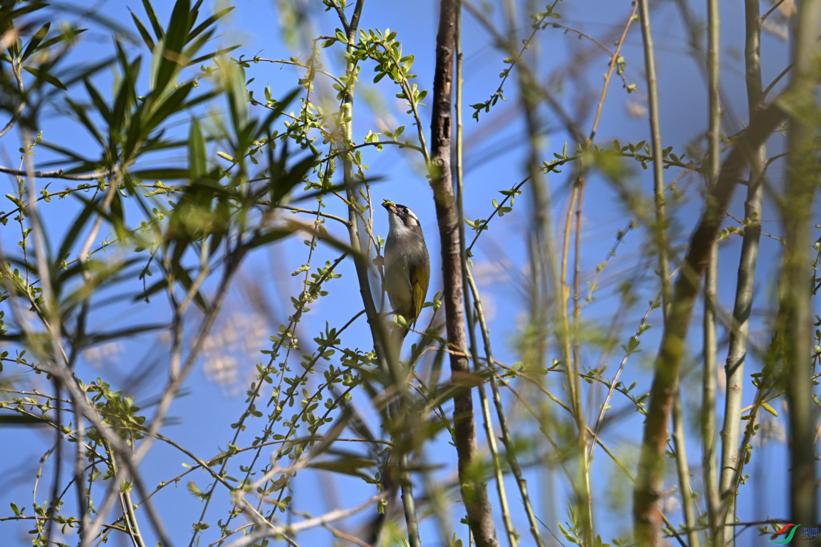 DSC_1682.JPG