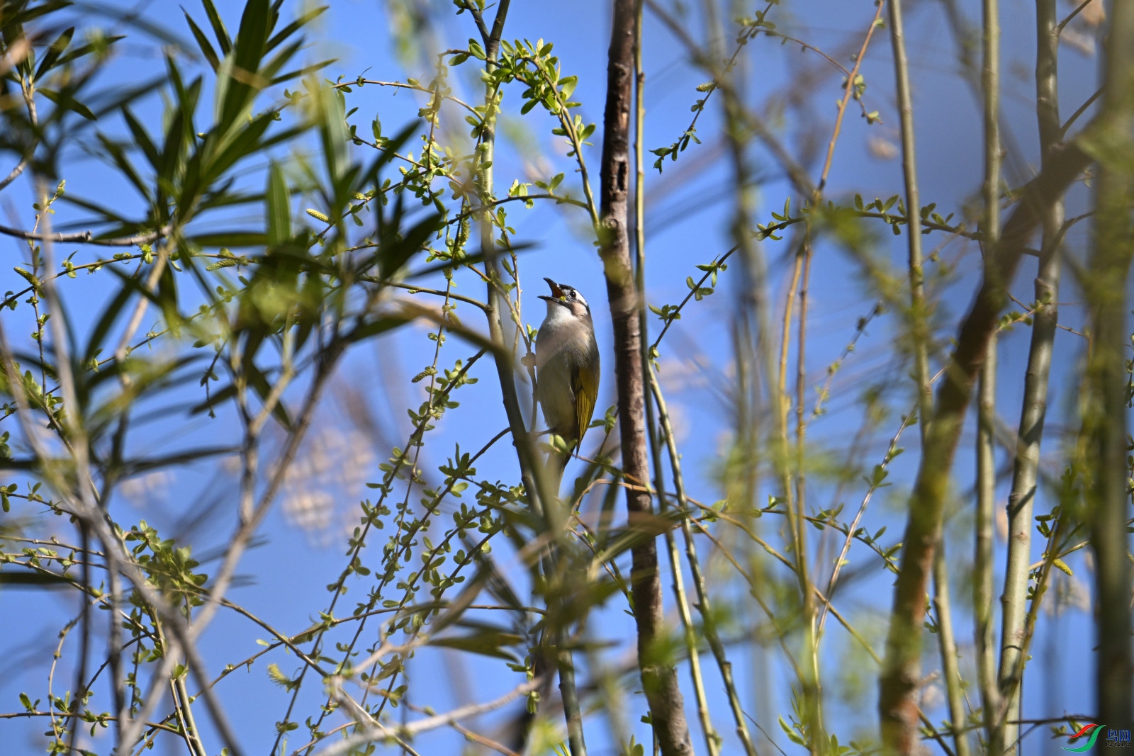 DSC_1683_01.JPG