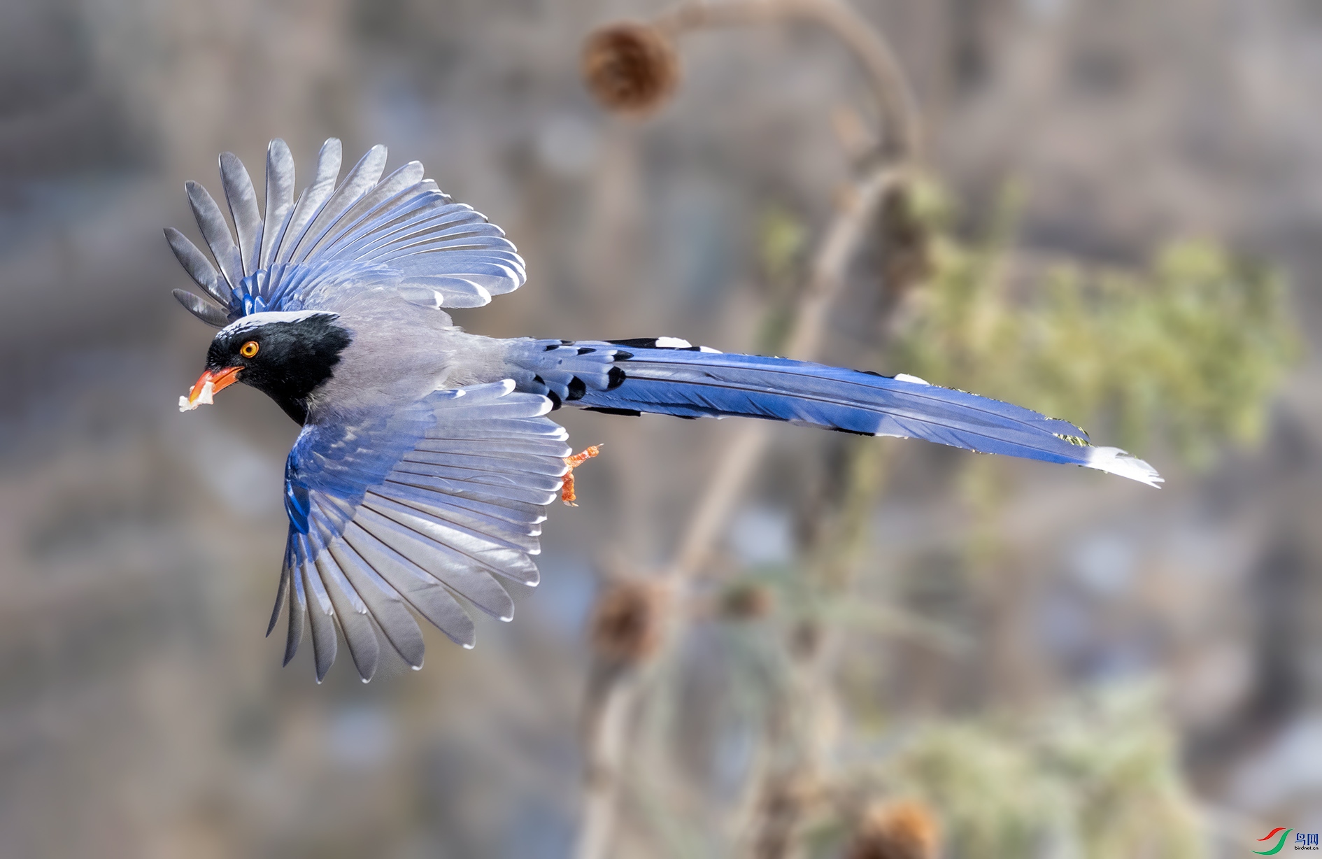 DSC_1852_��ͼ�� ���� 2.jpg