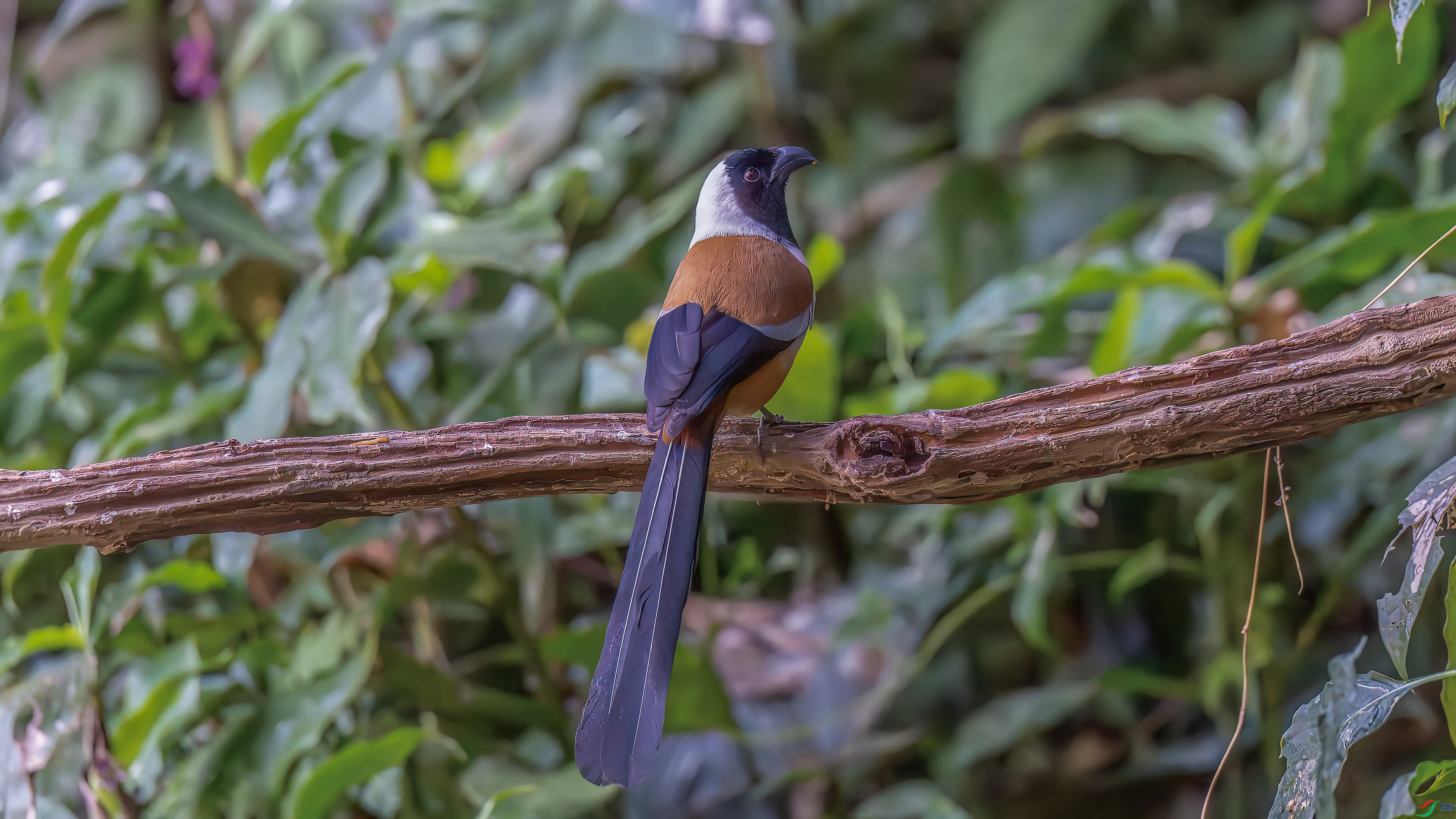 DSC_2605.jpg