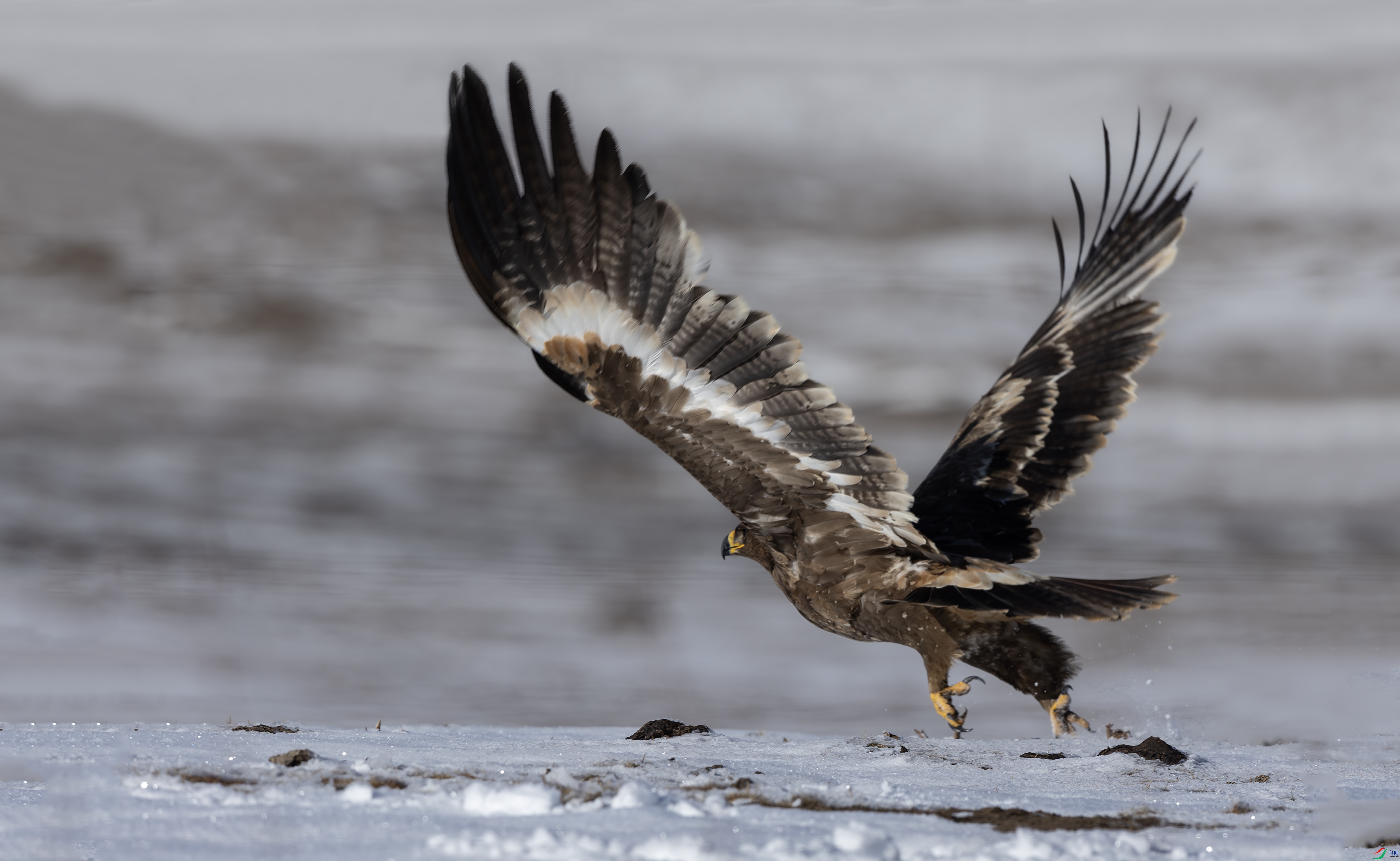 ѩԭ����  3.jpg