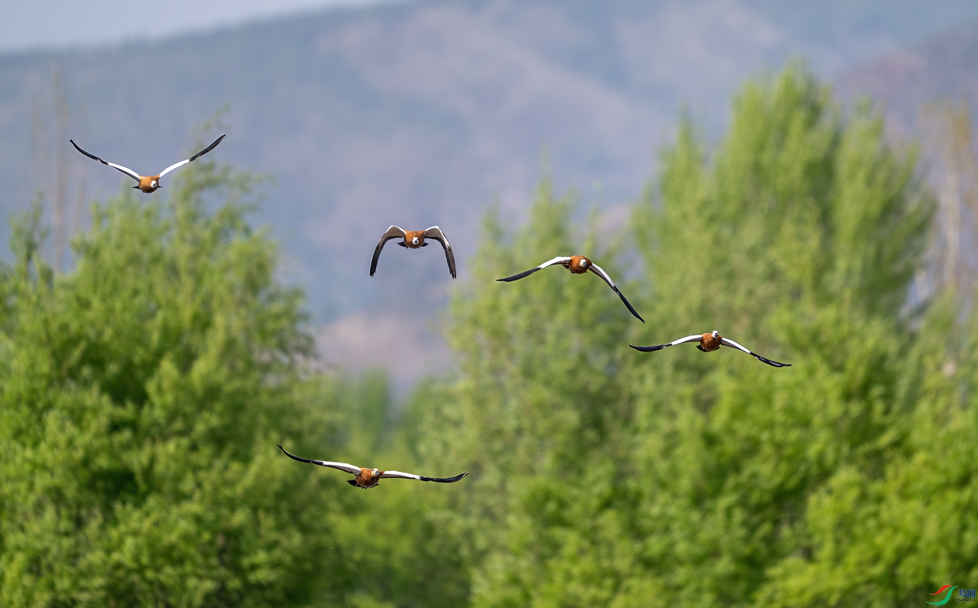 DSC_0004-1.jpg