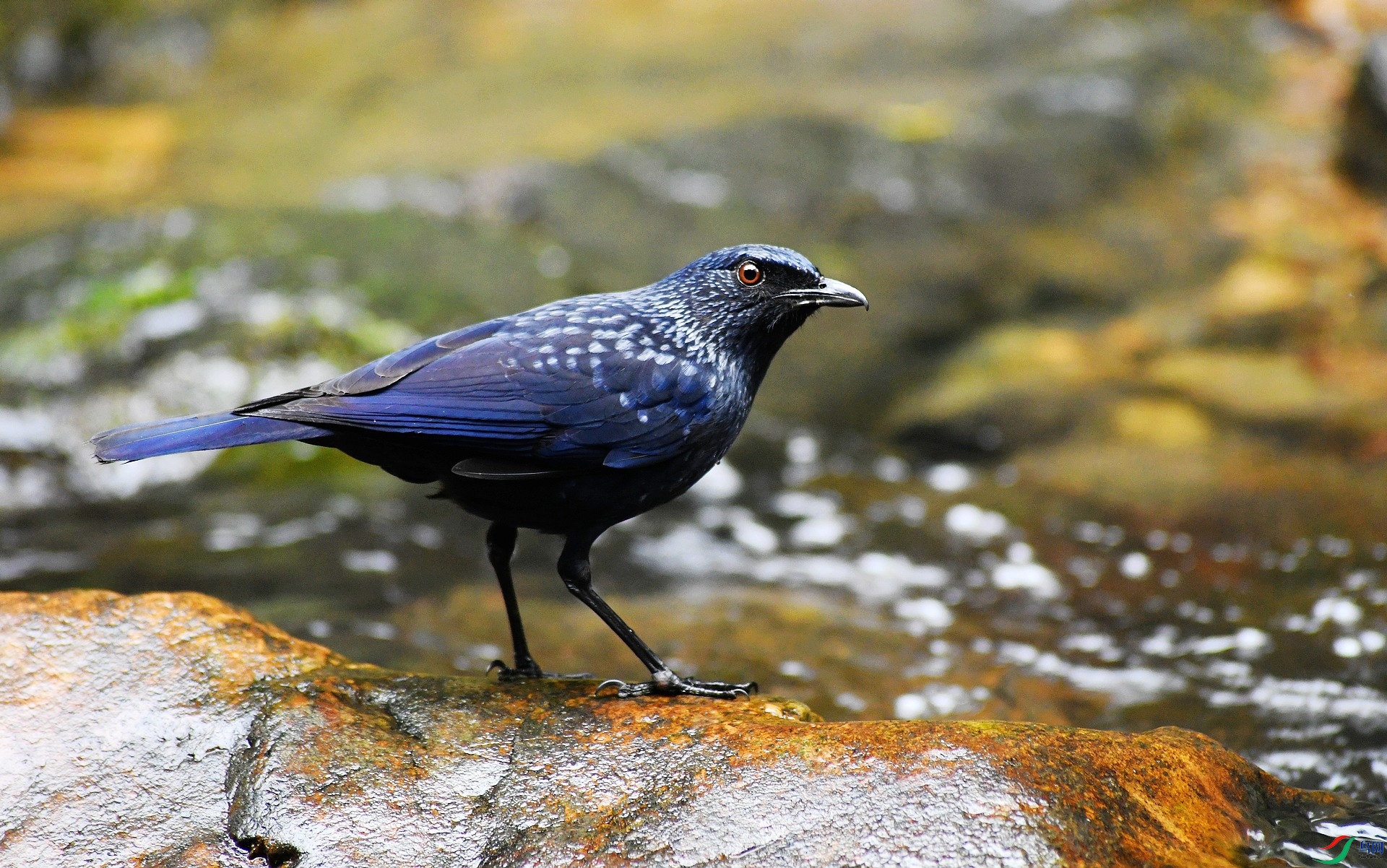 DSC_7938.jpg