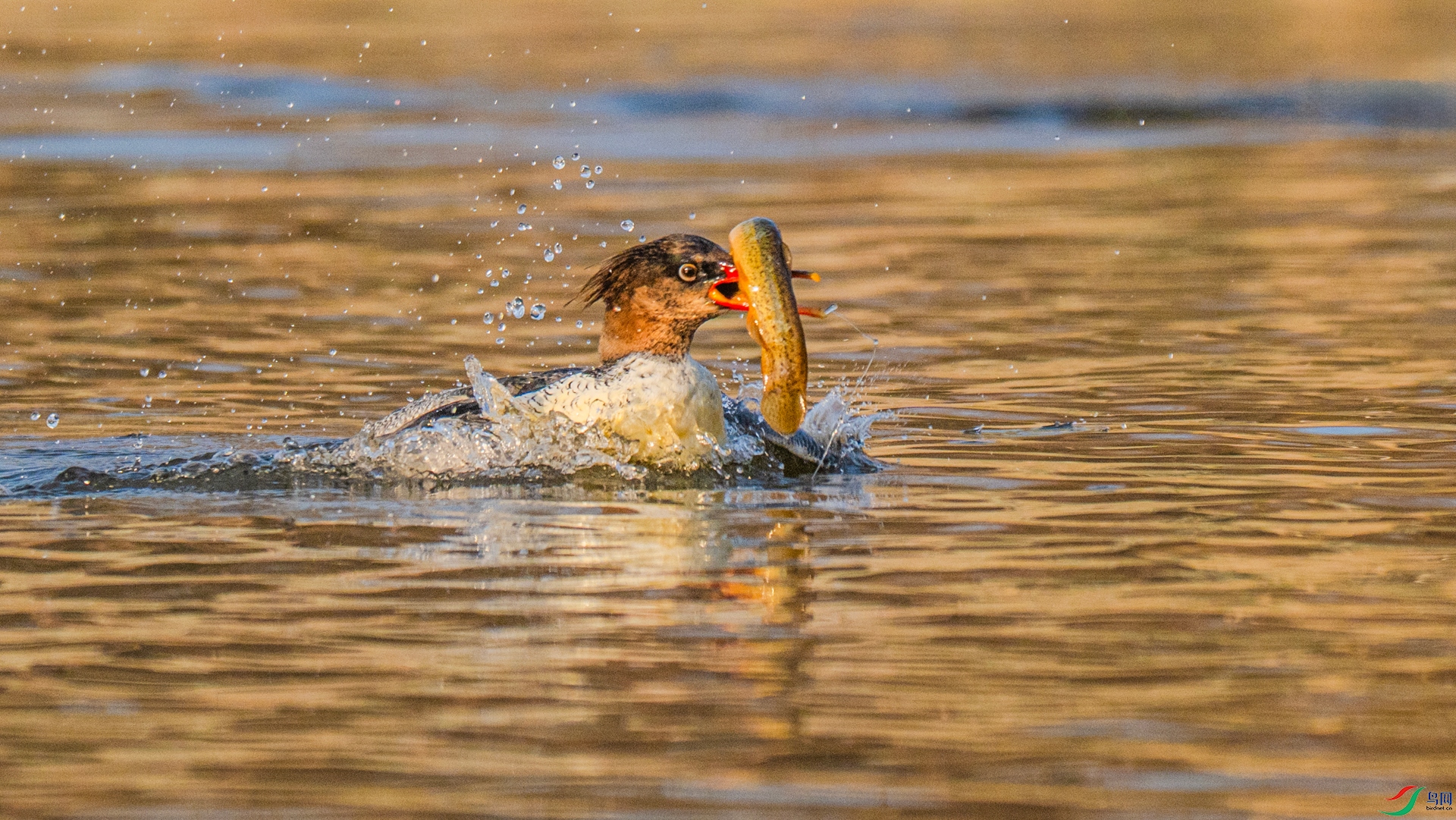 DSC_5502 ����_����.jpg