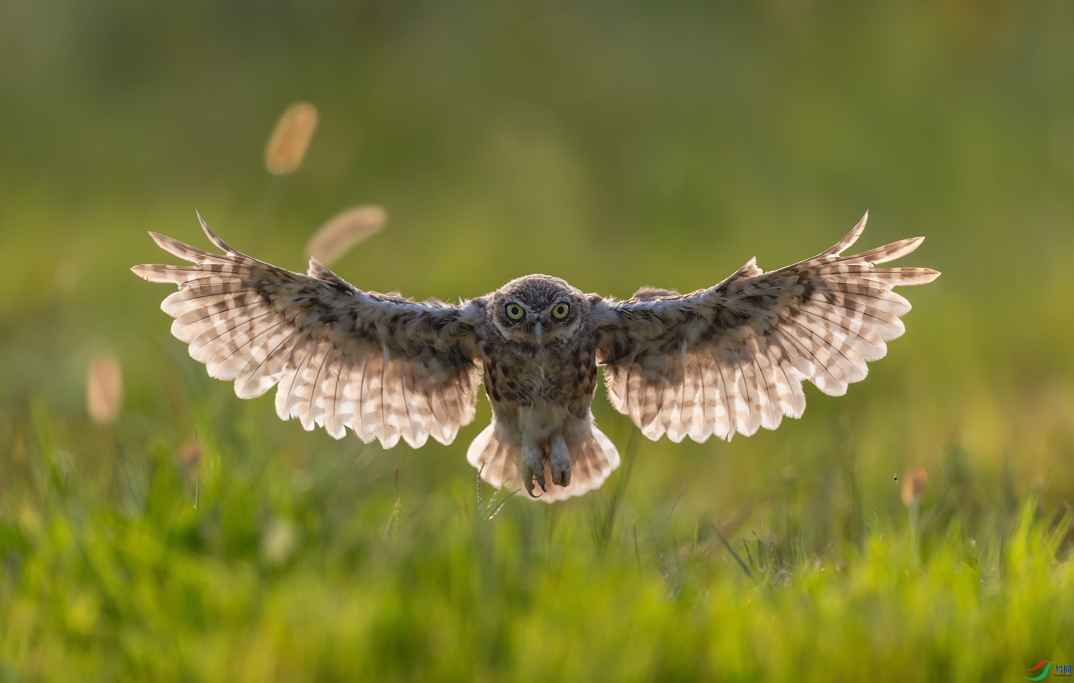 ���Ƹ�С�^