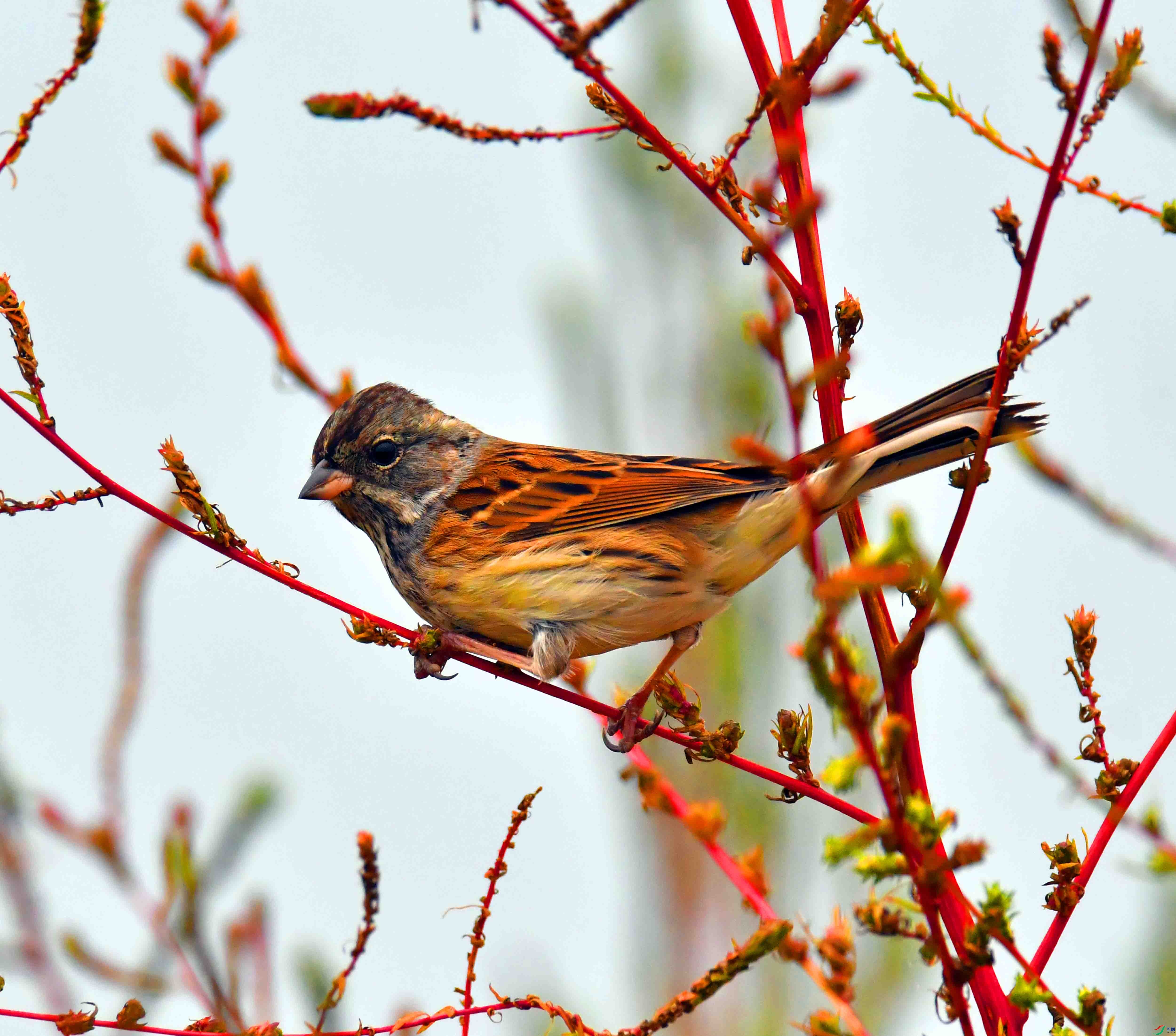 DSC_8106.JPG