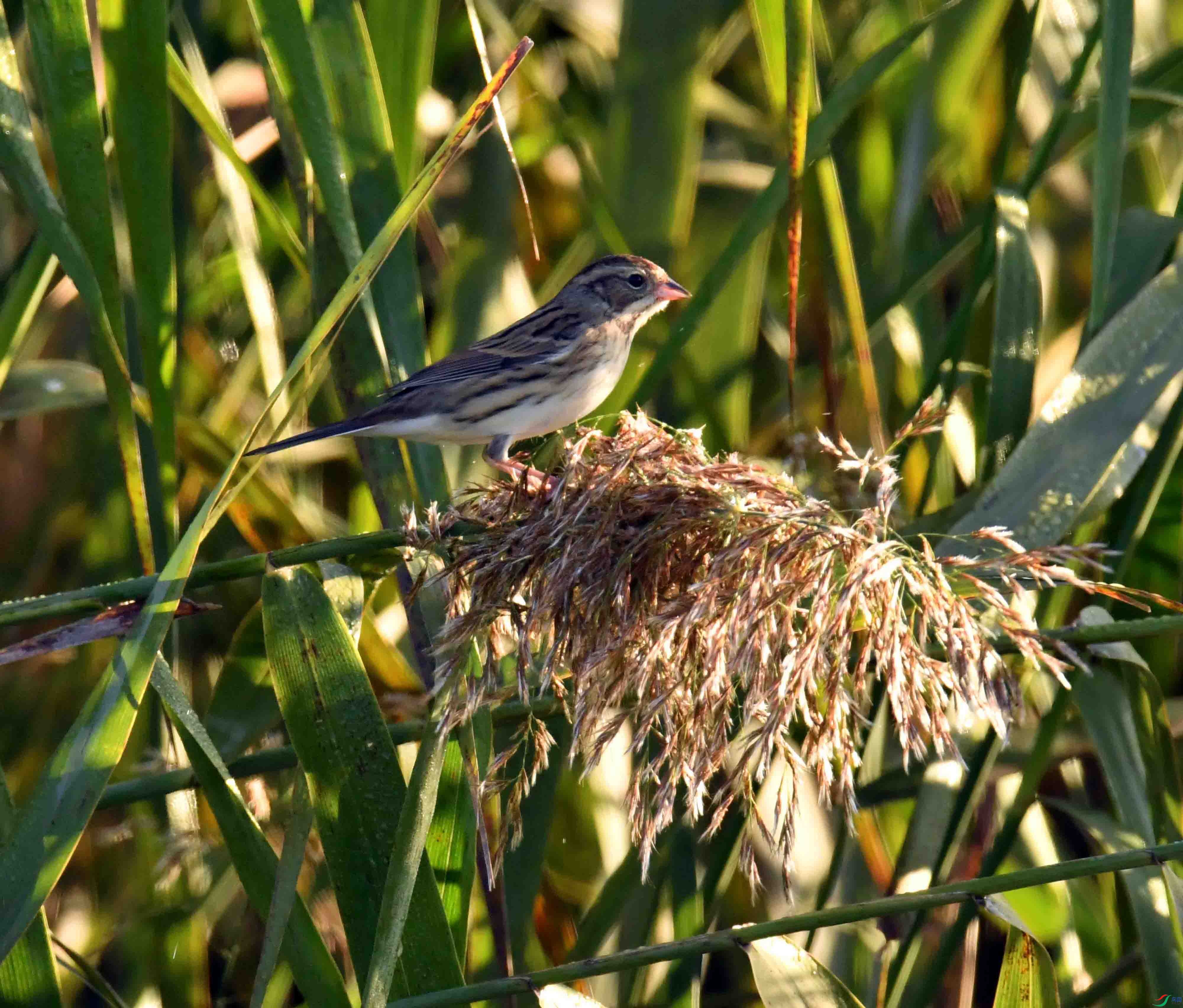 DSC_8416.JPG