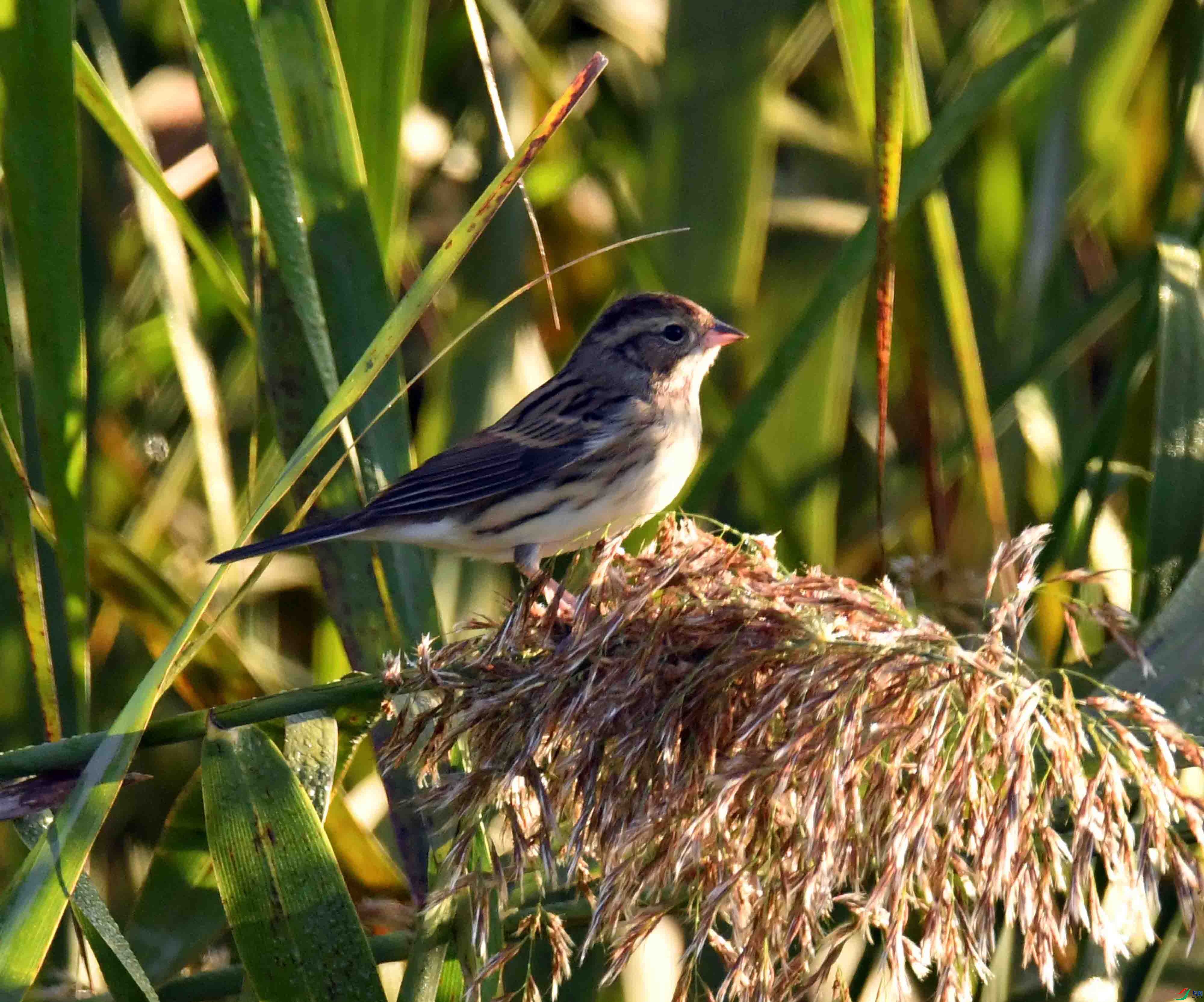 DSC_8418.JPG