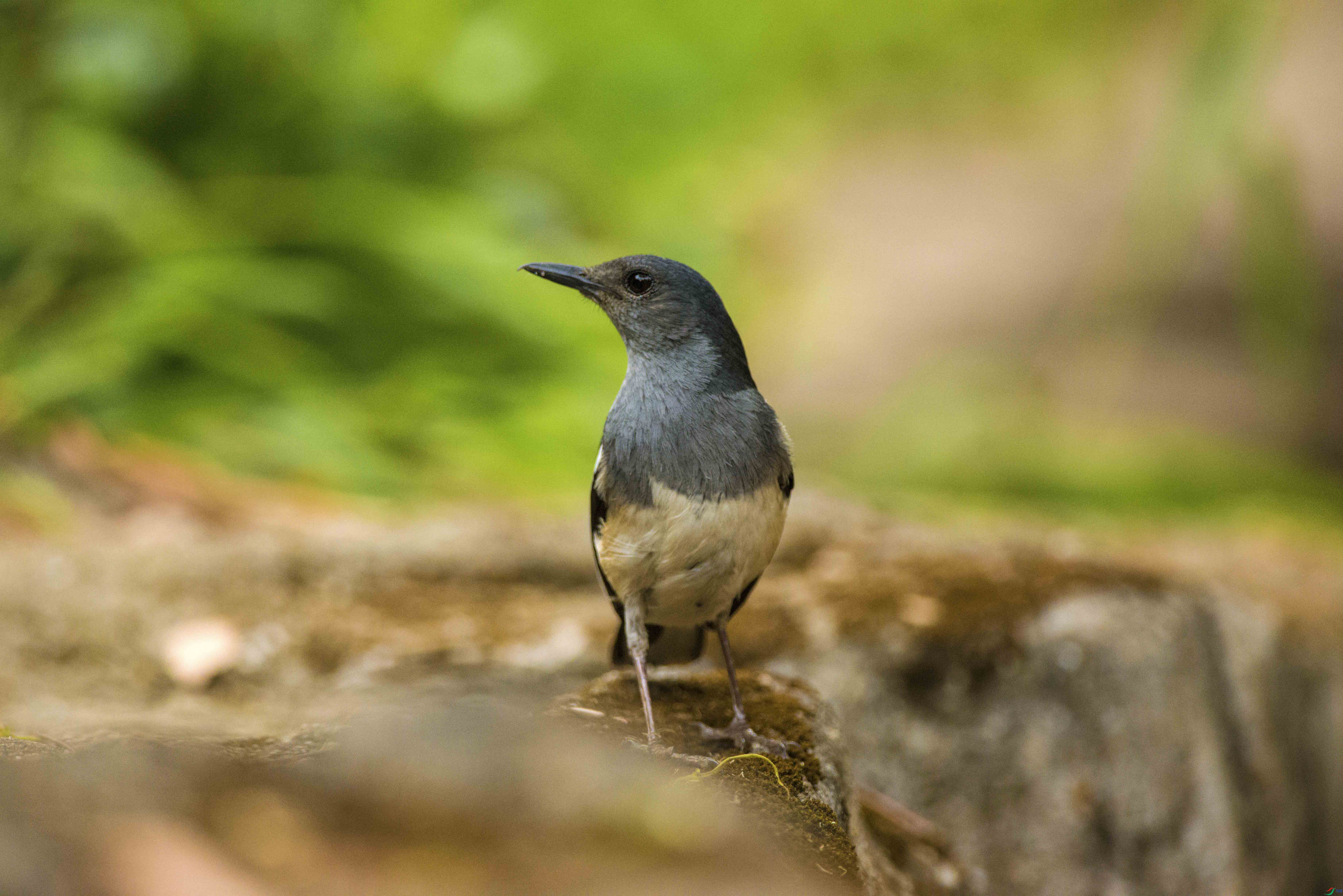 DSC_4606.jpg