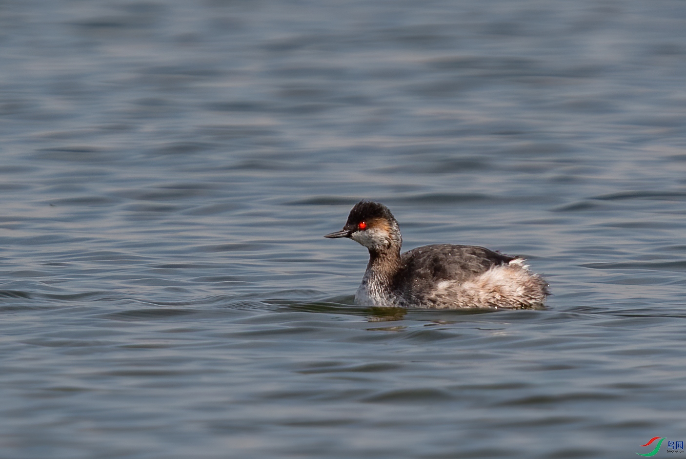 _DSC4540-1.jpg