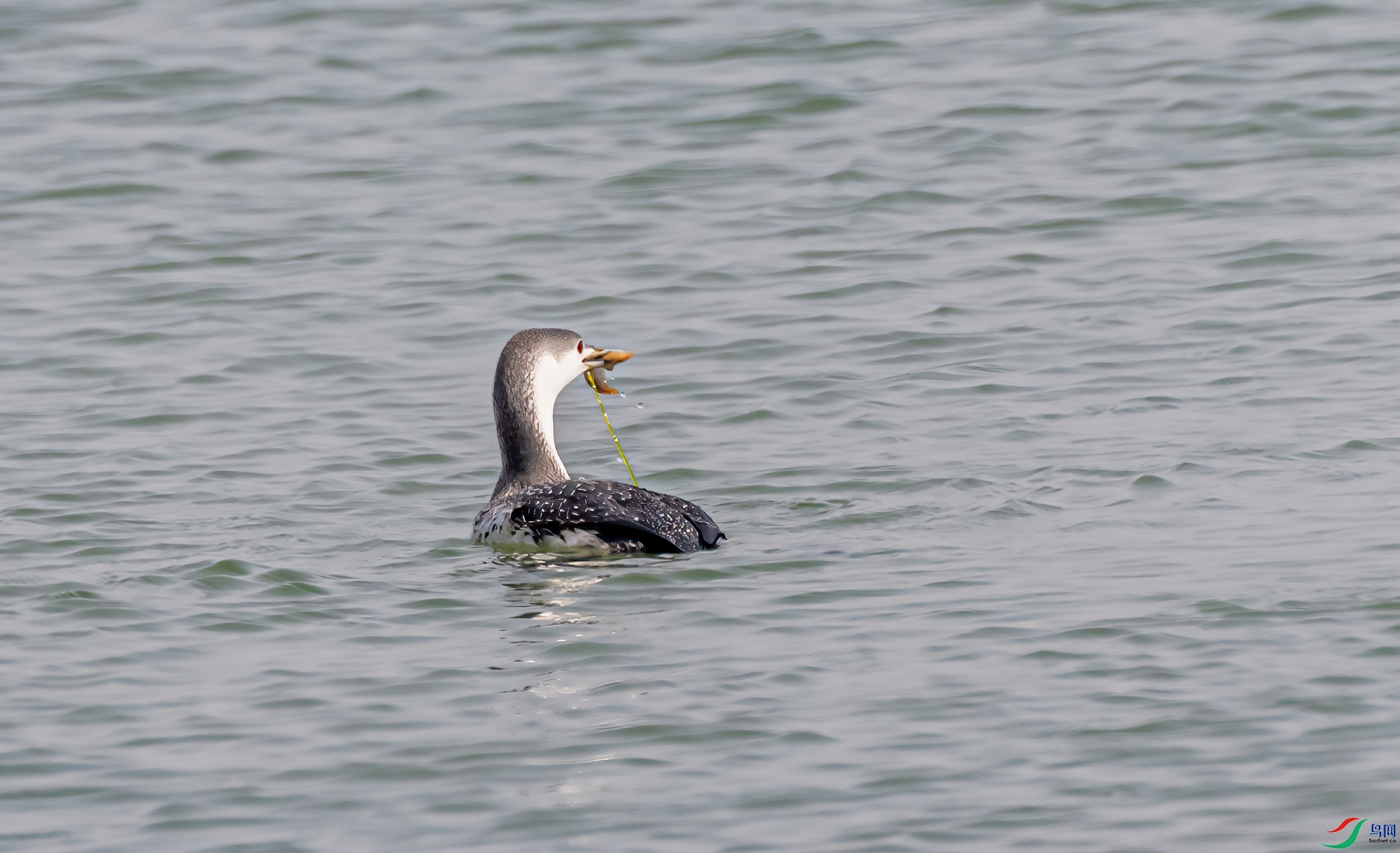 DSC_5861-11.jpg