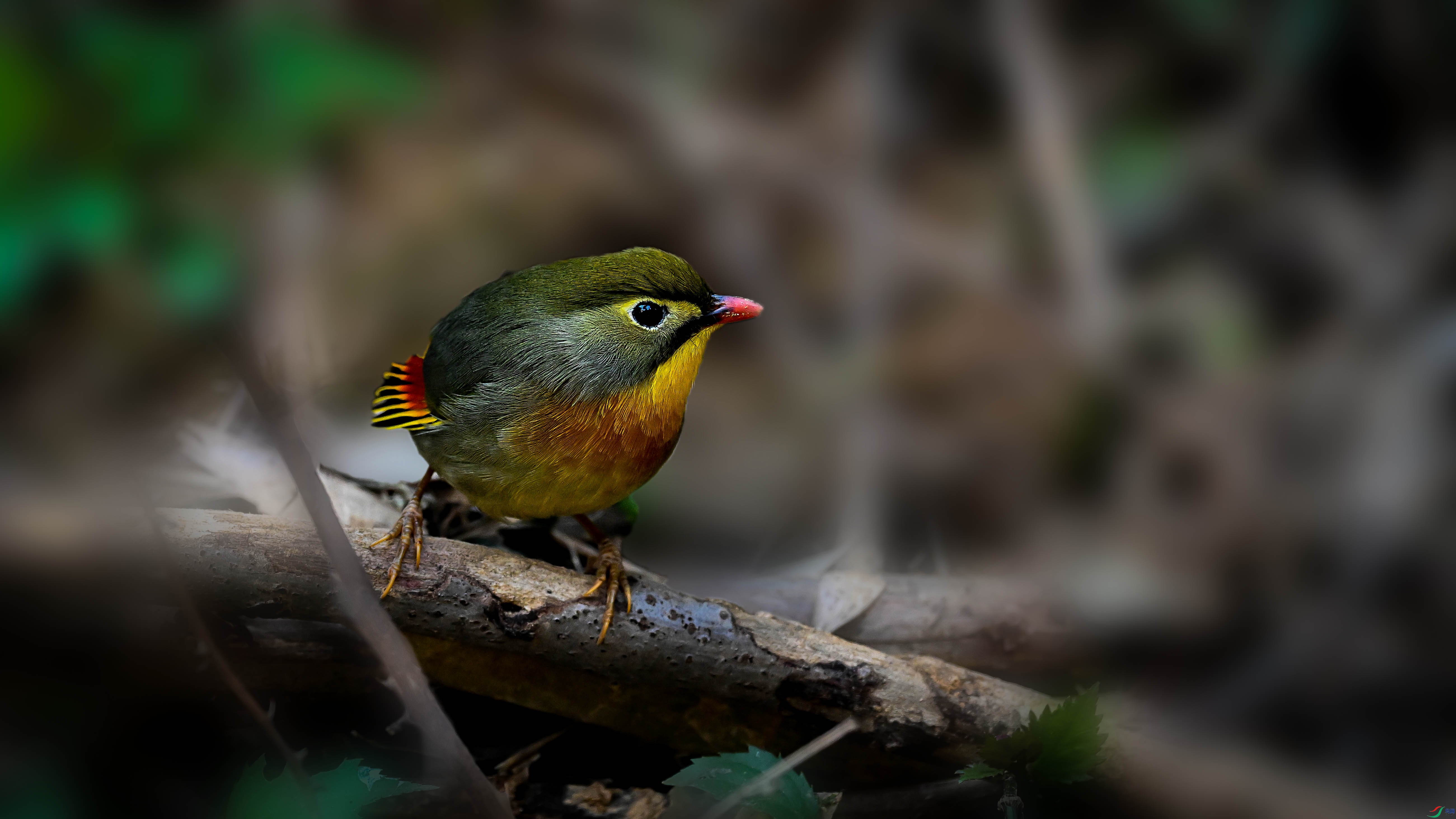 DSC_6112.jpg