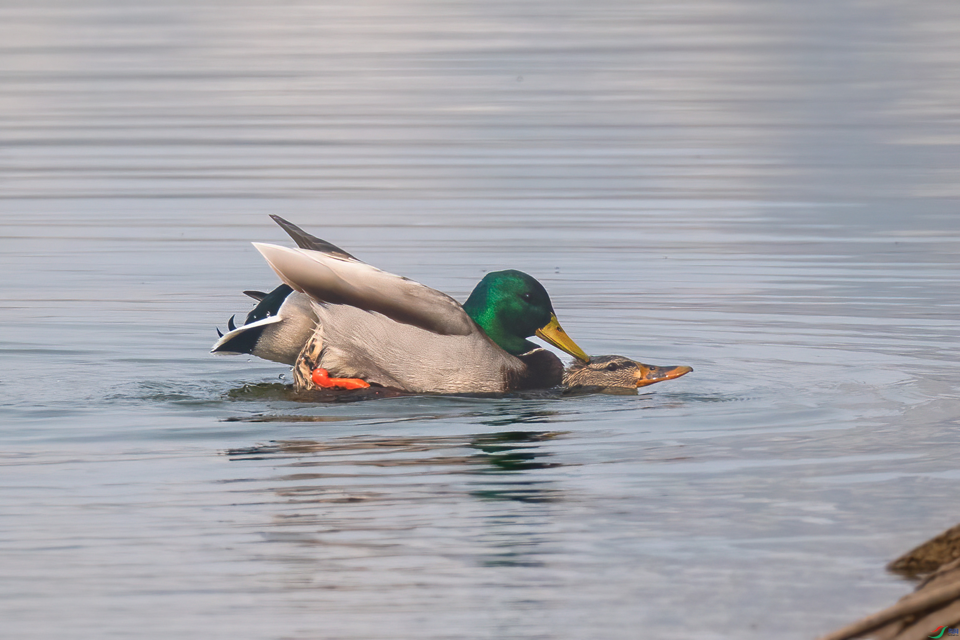 DSC_1846.jpg