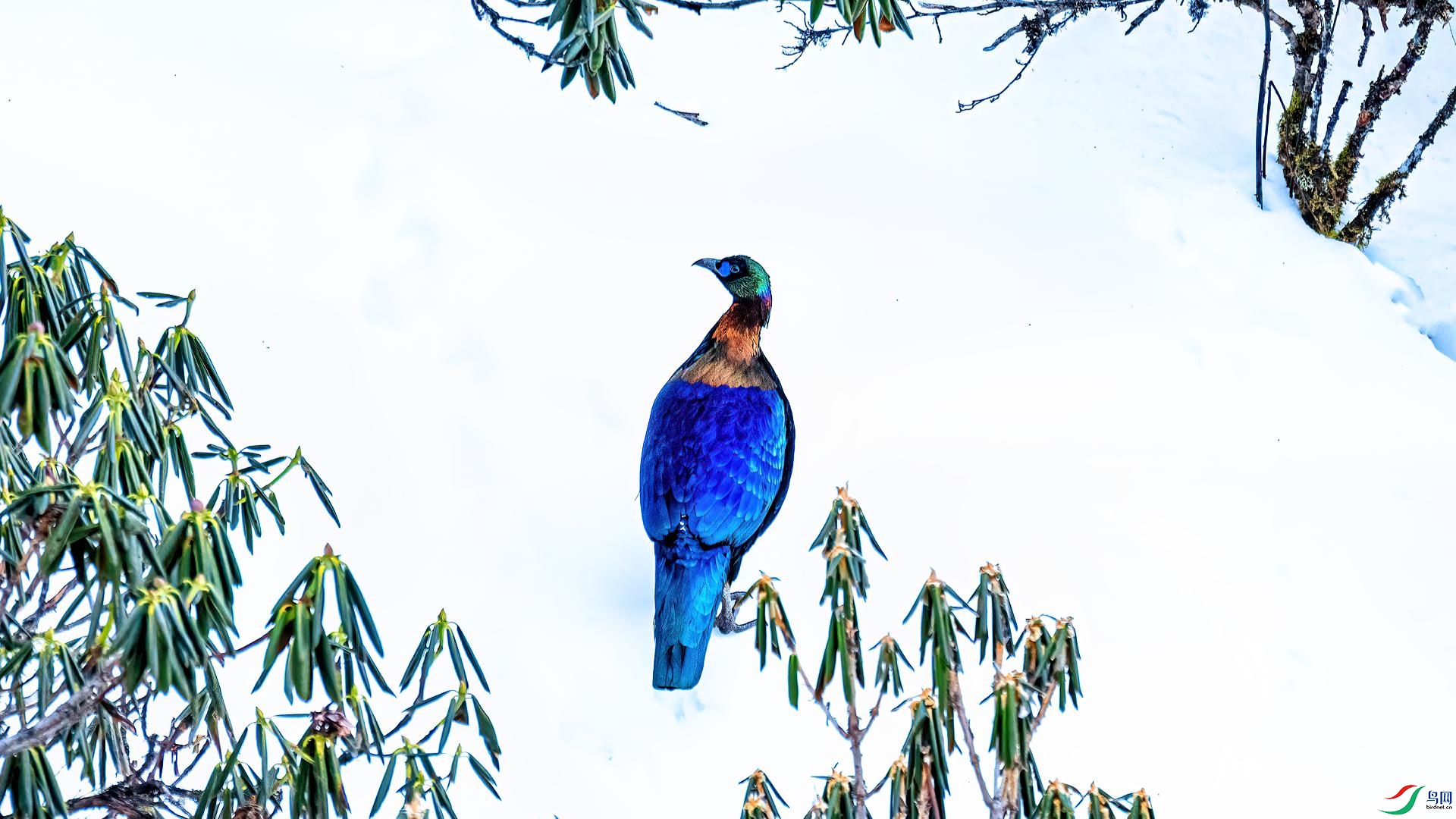 ѩɽ�ؾ���������ʺ���