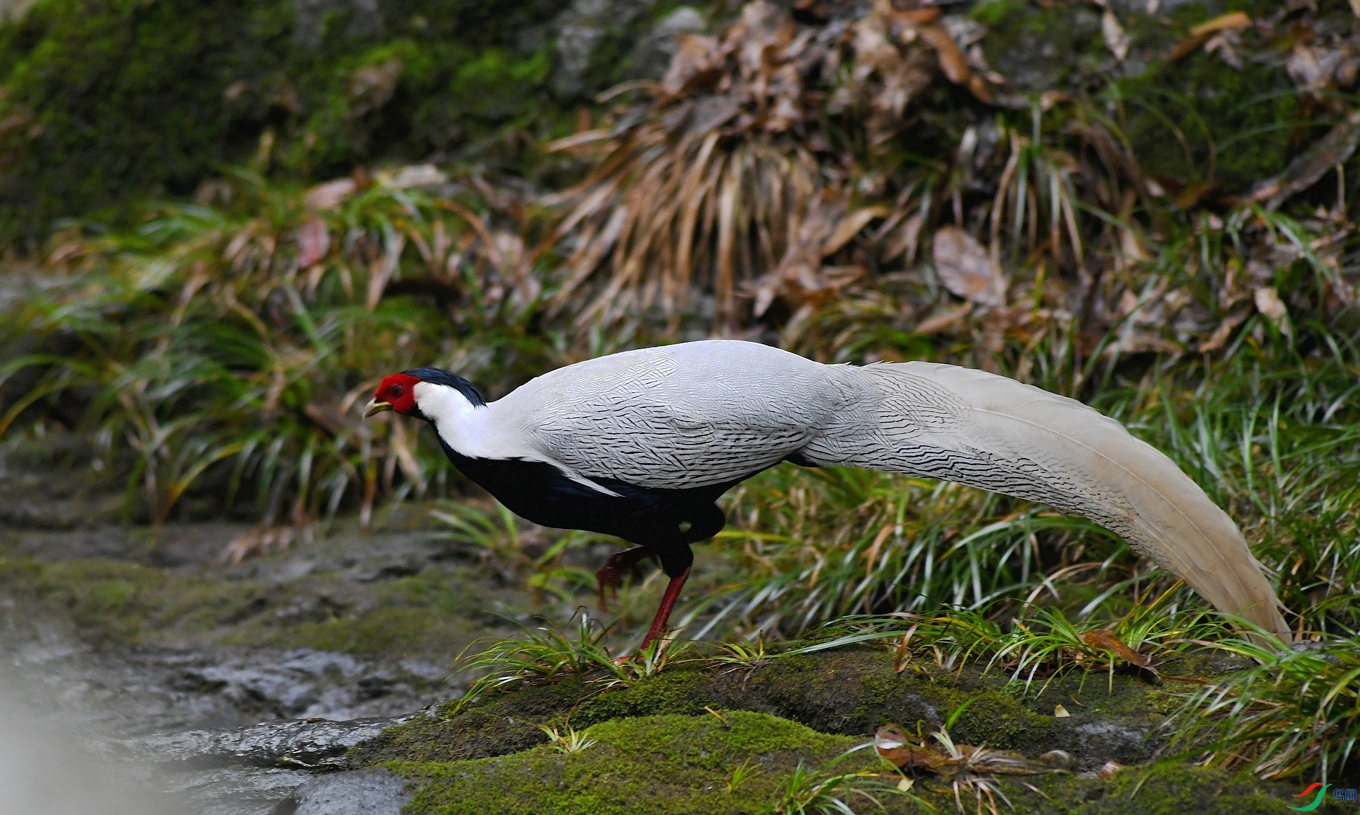 DSC_8681.jpg