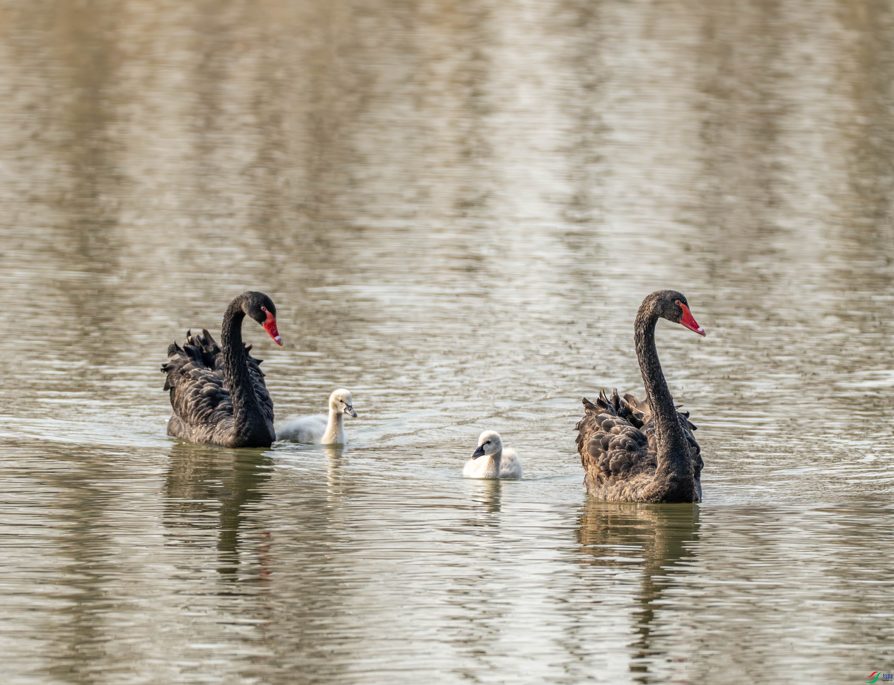 ����� (1 - 12).jpg