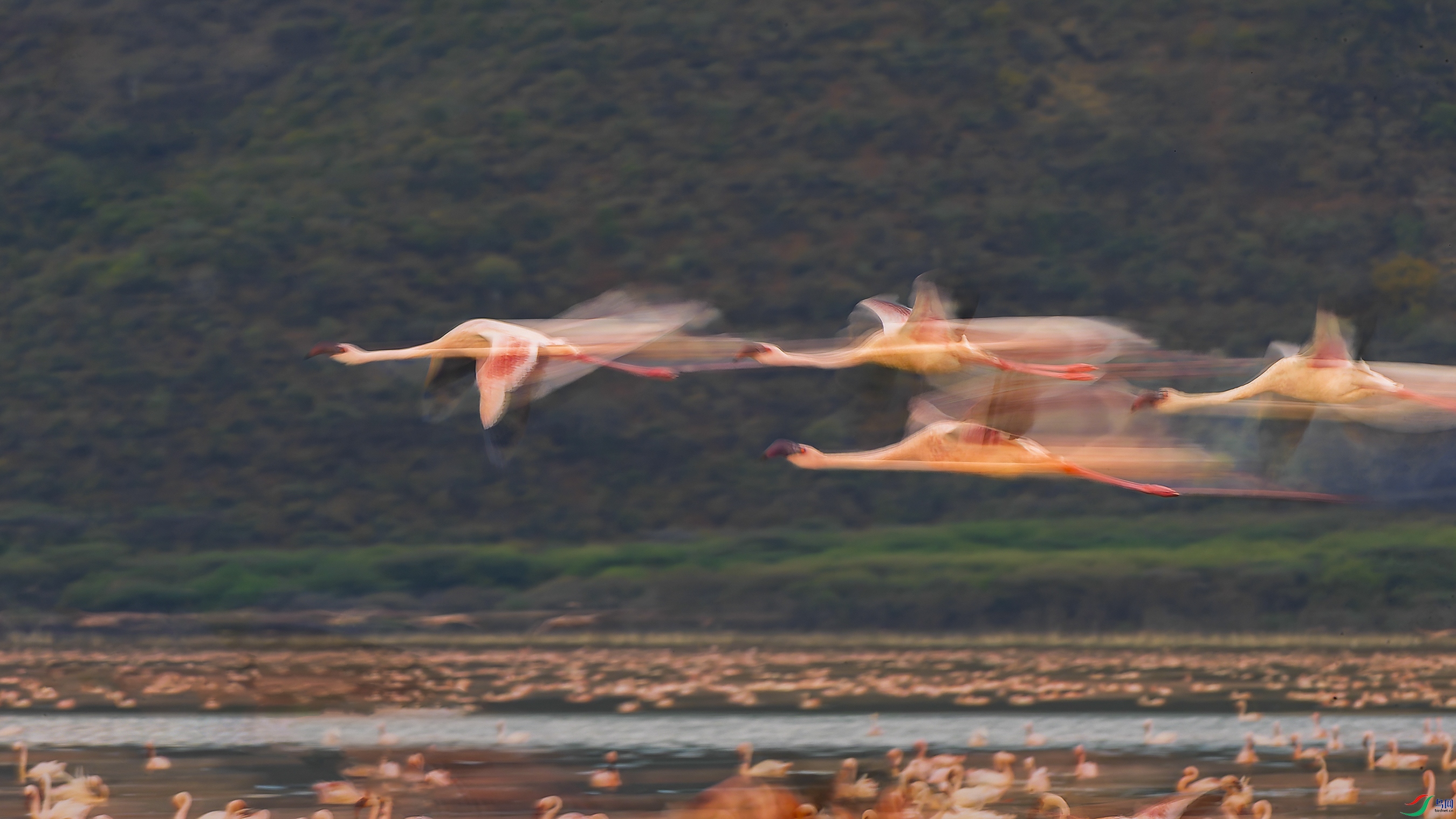 ��һ����������ɡ�