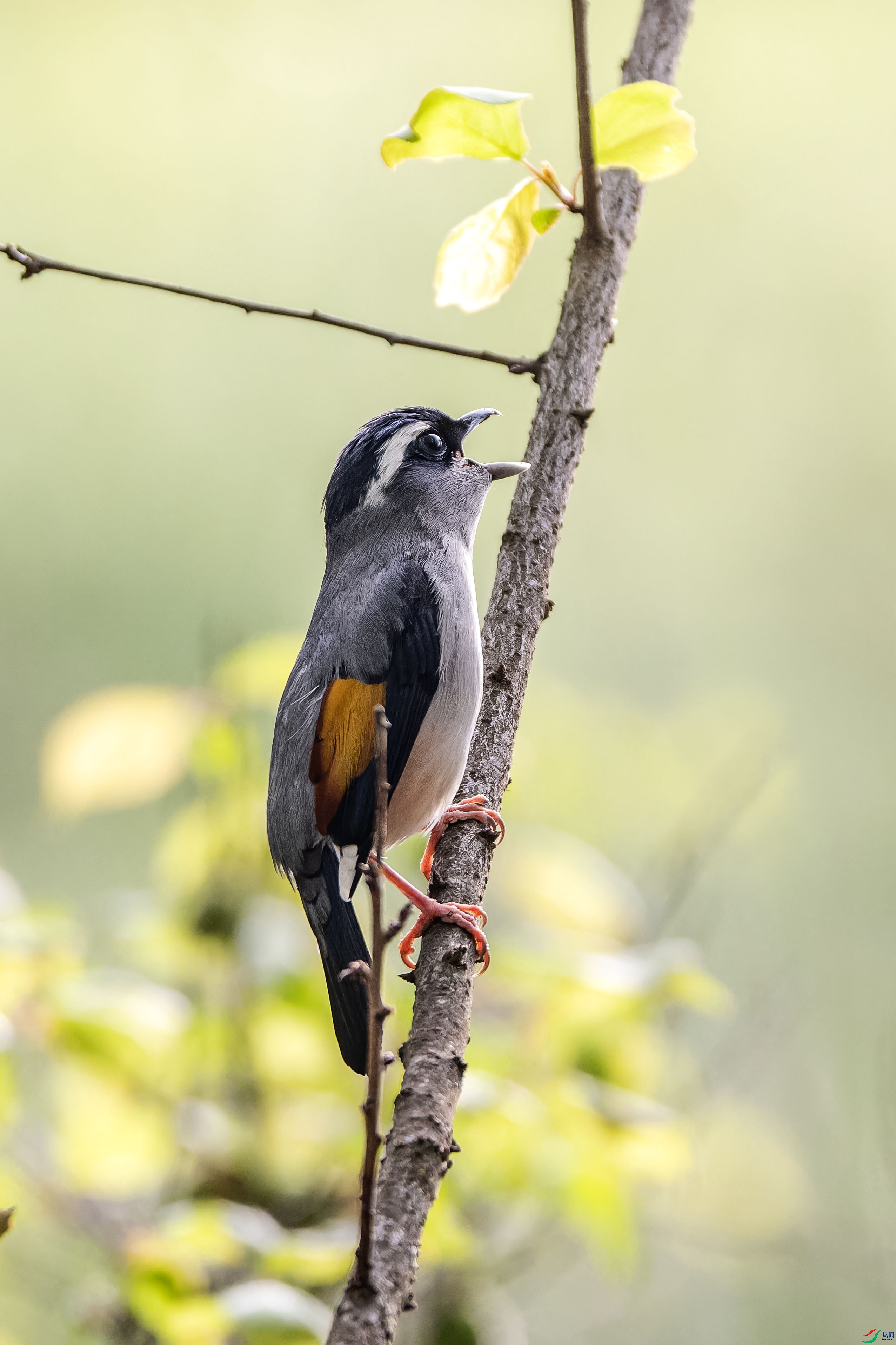 DSC_8123-NEF_DxO_DeepPRIMEXD ����.jpg