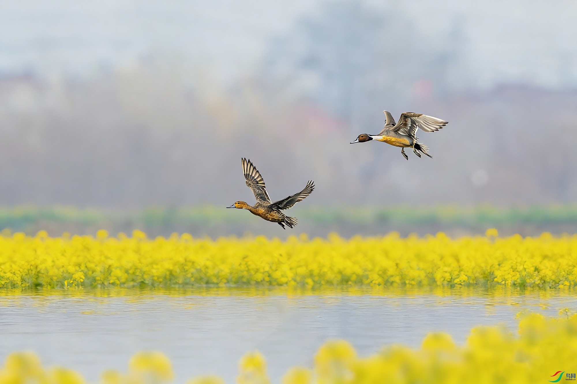 _DSC8925 ���� 2С.jpg