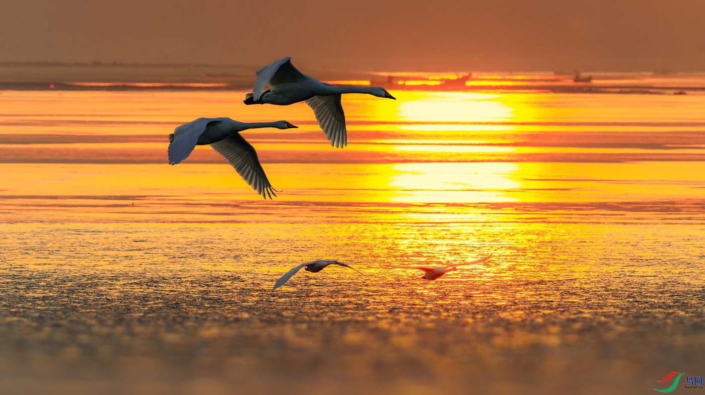 �����----�������