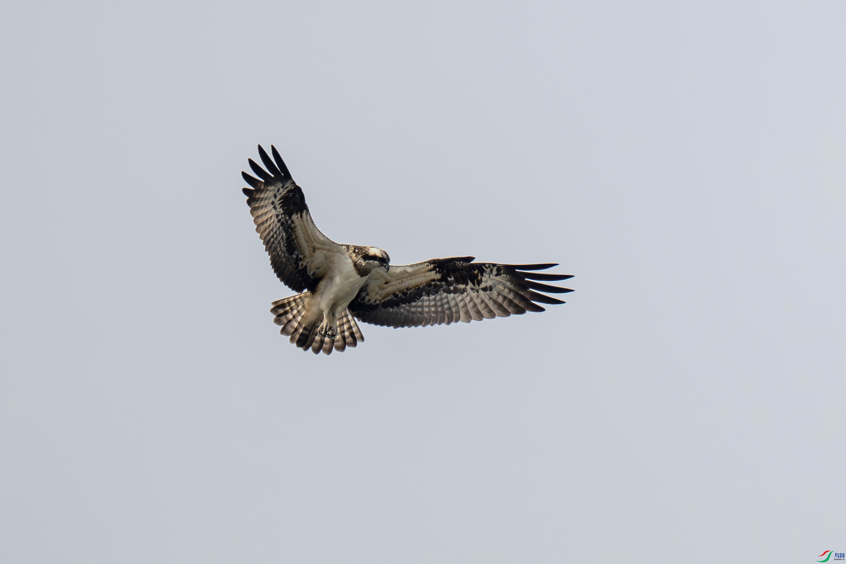 DSC_6277-����.jpg