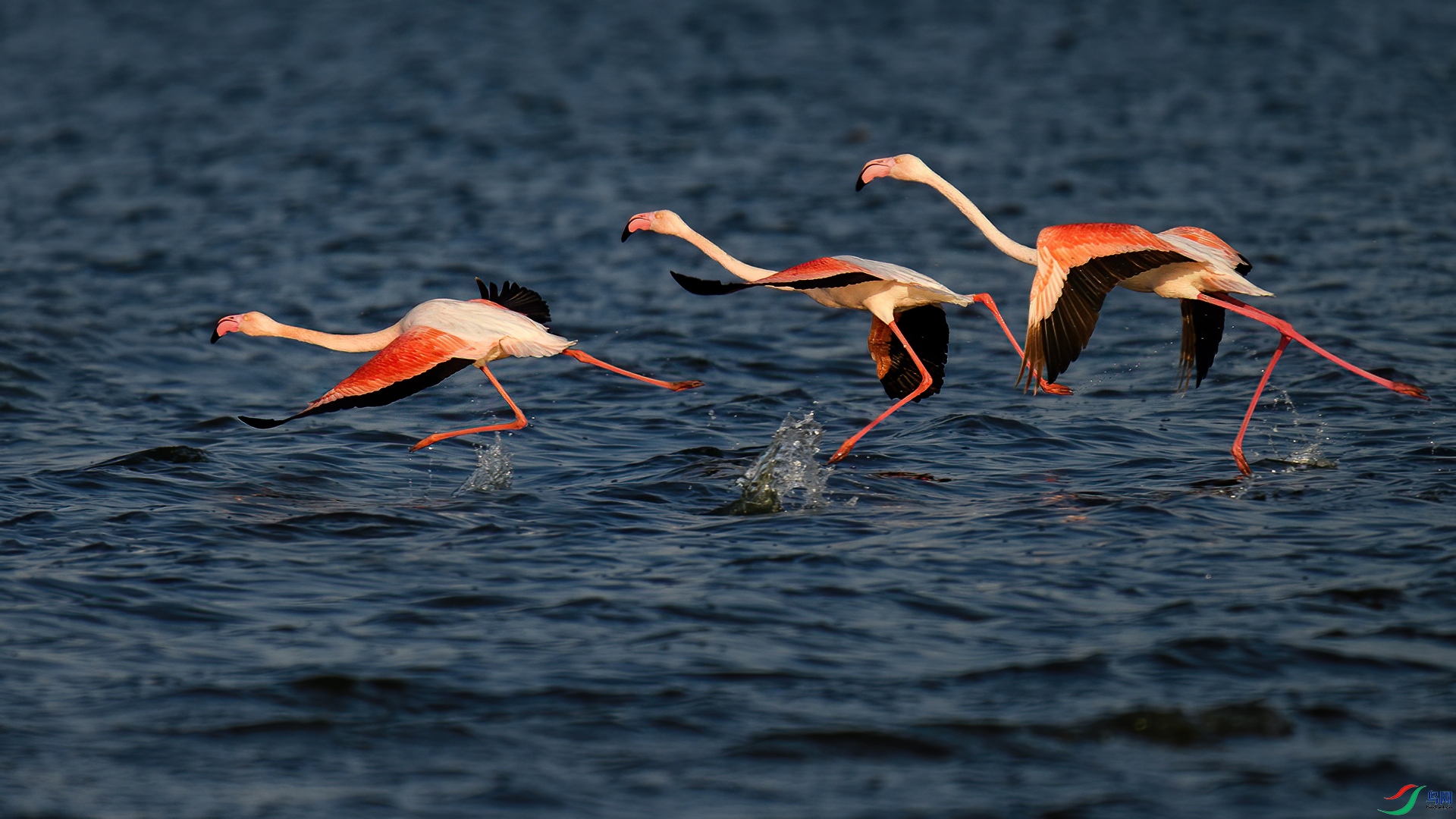 DSC_0234-5-20241231�ü�.jpg