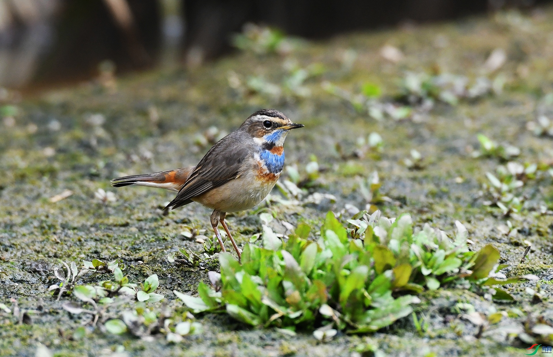 DSC_7664.jpg
