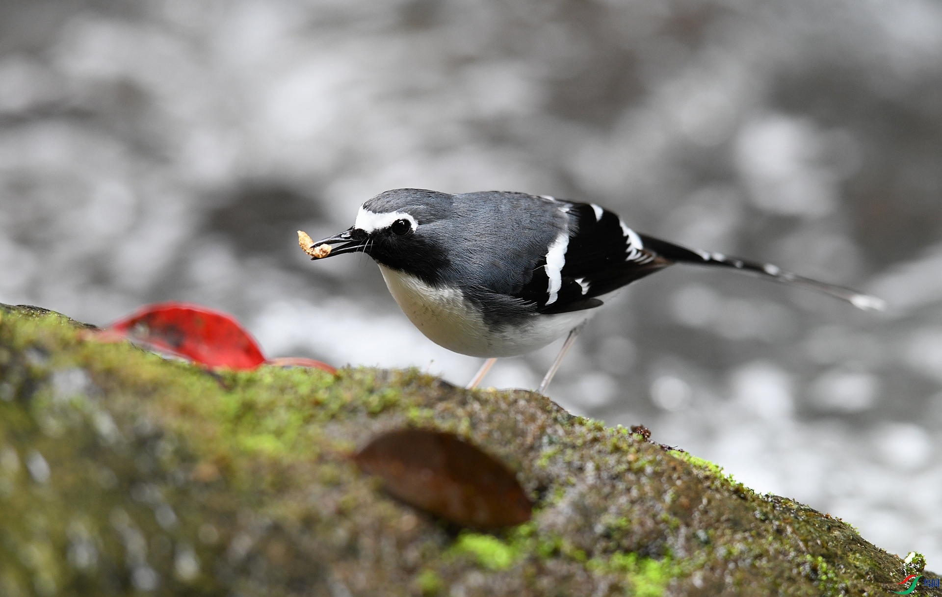 DSC_9626.jpg