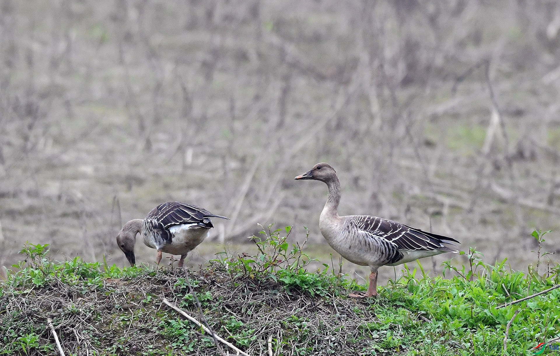 DSC_9788.jpg