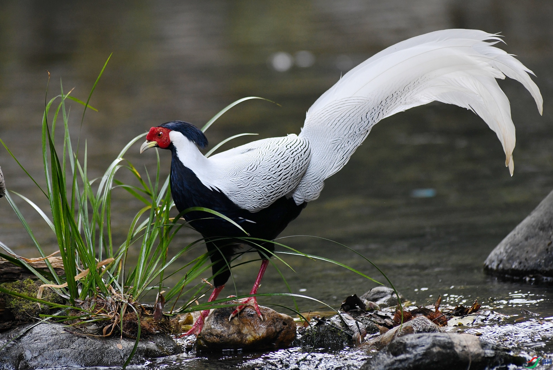 DSC_9983.jpg