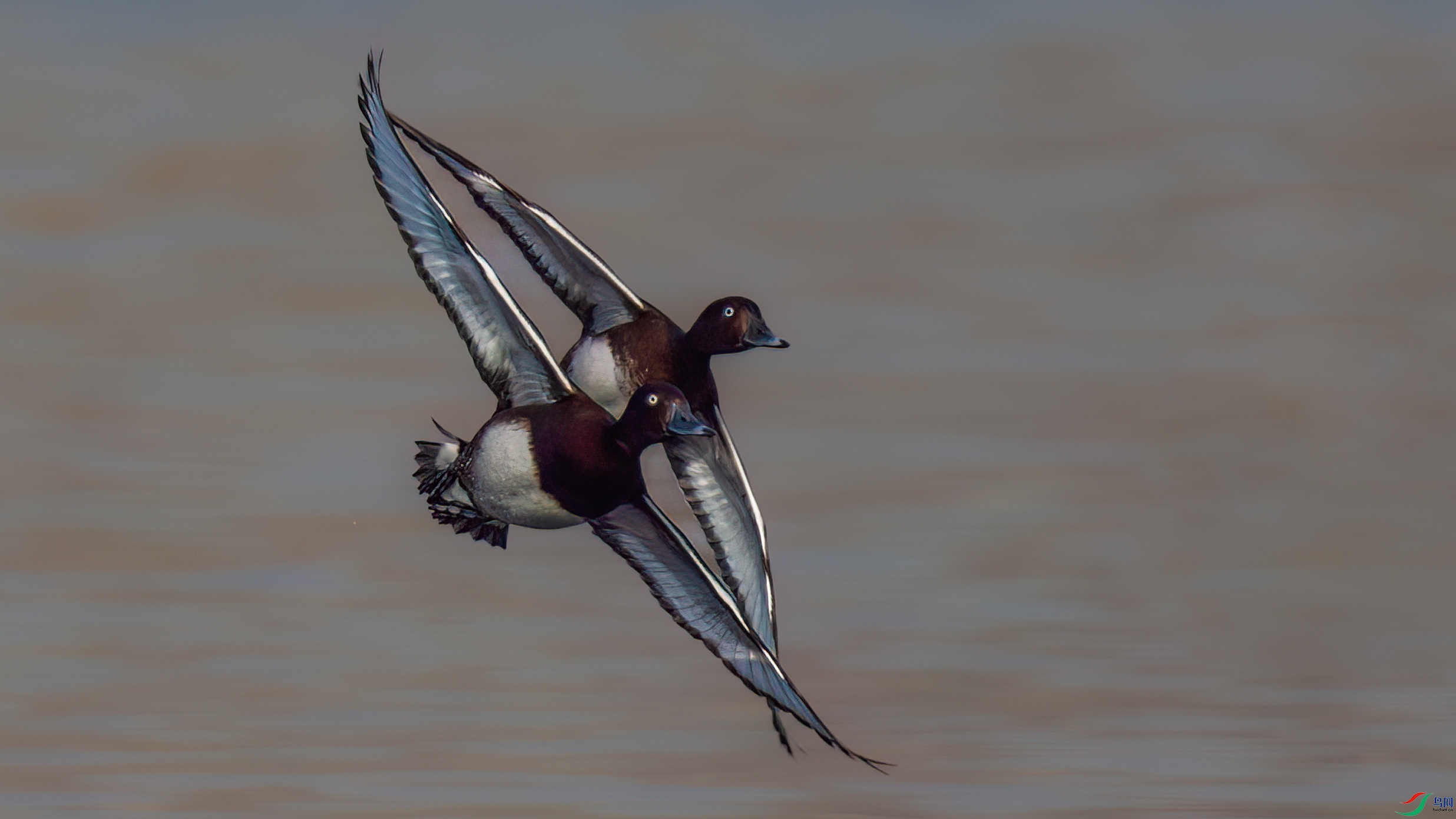 ����˫�ɵİ���ǱѼ