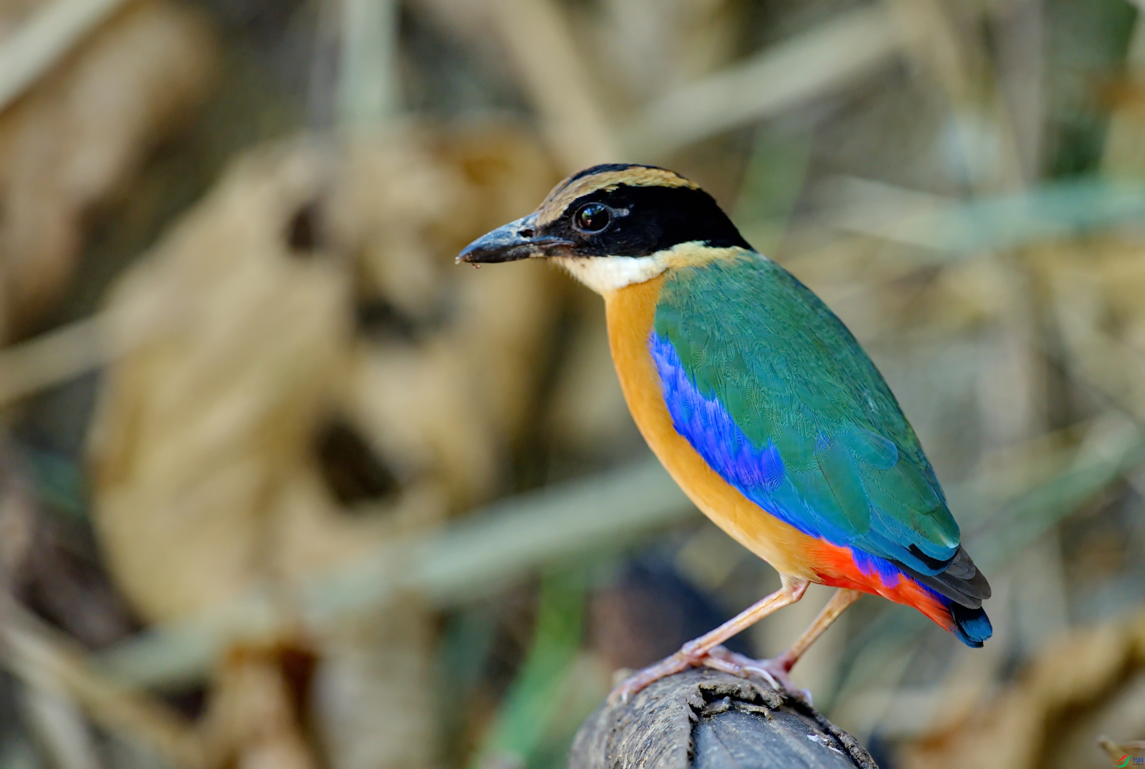 DSC_2459.jpg
