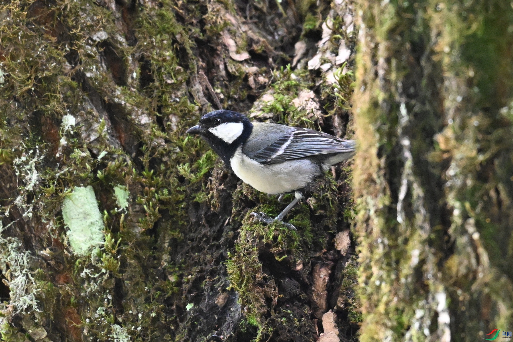 DSC_3365.JPG