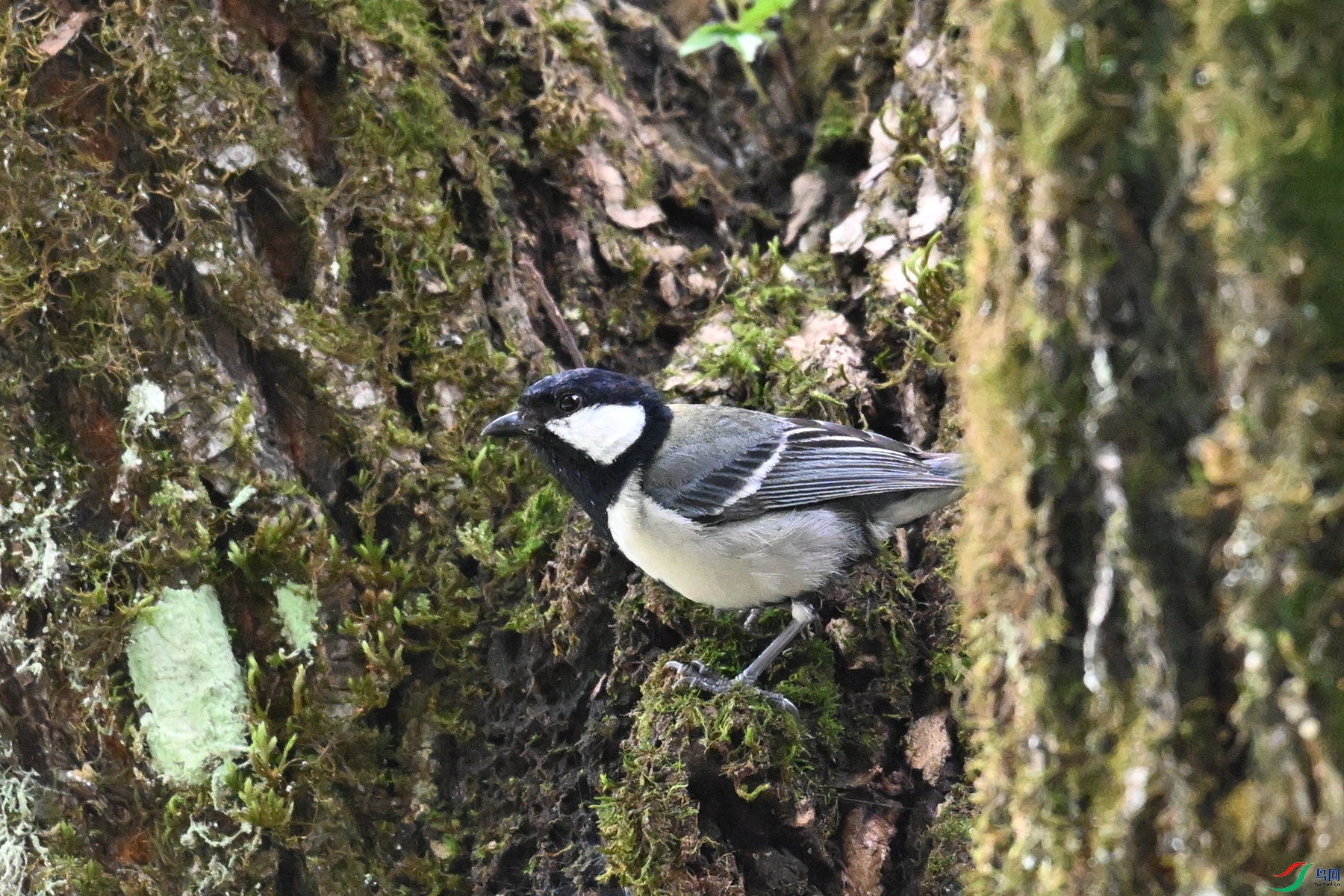 DSC_3366.JPG