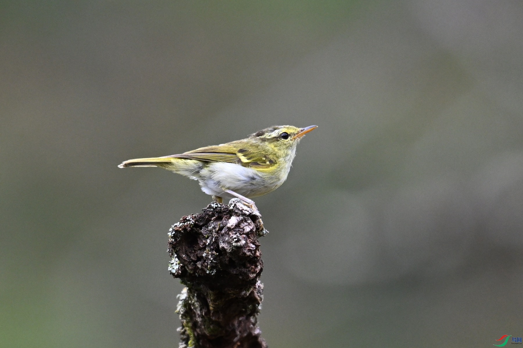 DSC_3462.JPG