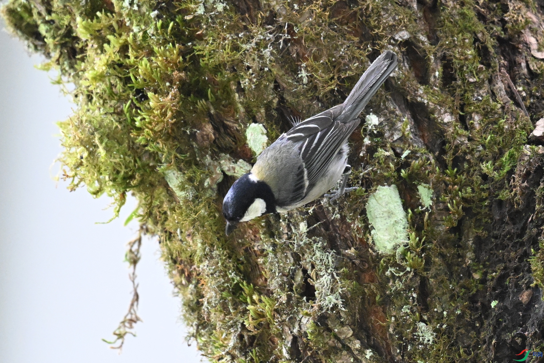 DSC_3369.JPG
