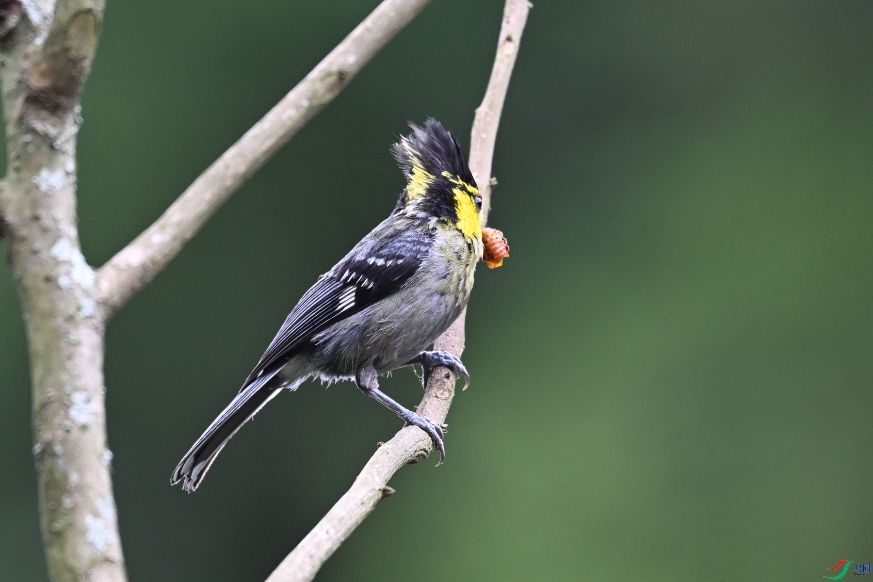 DSC_3372.JPG
