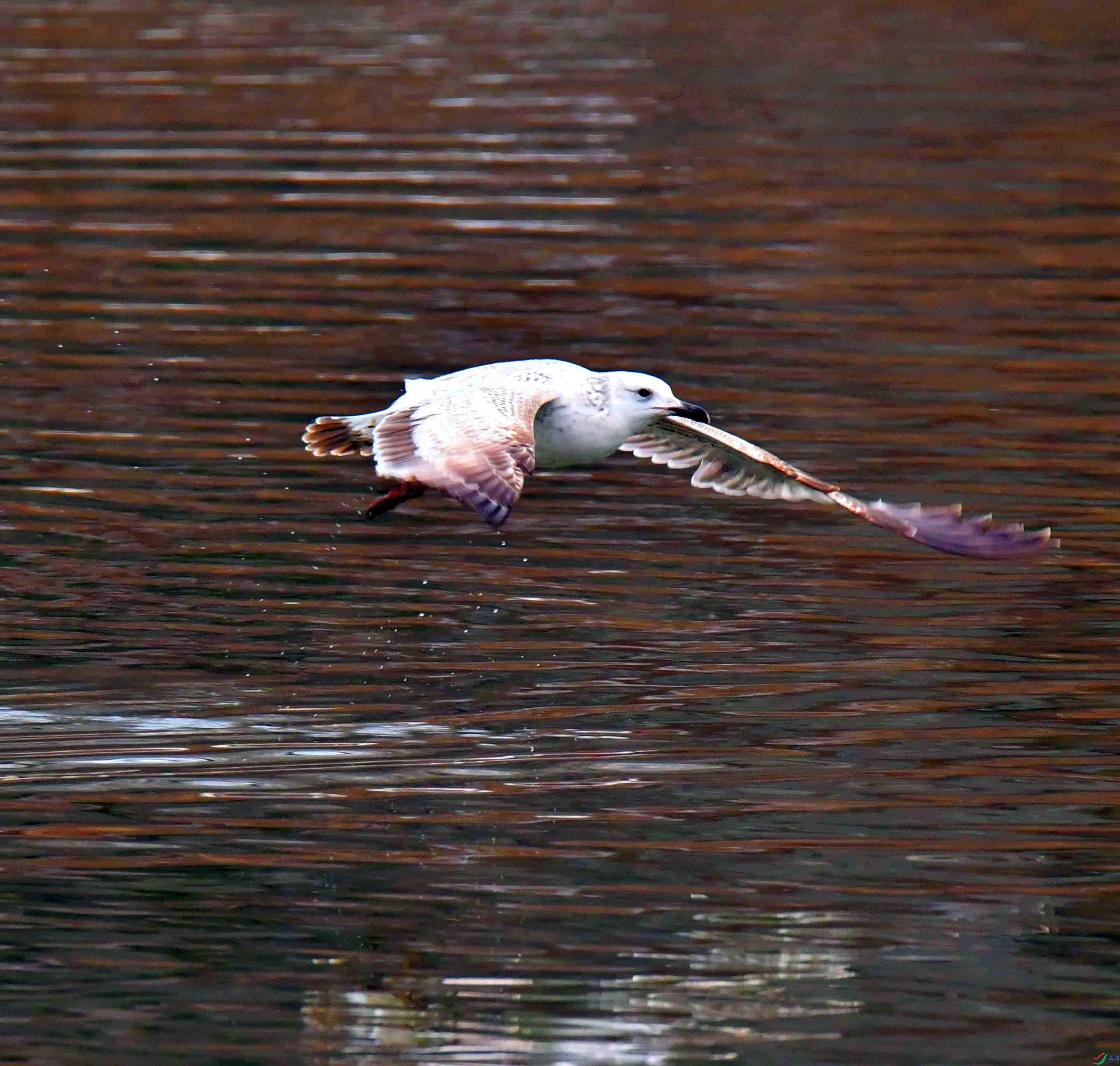DSC_2307.JPG