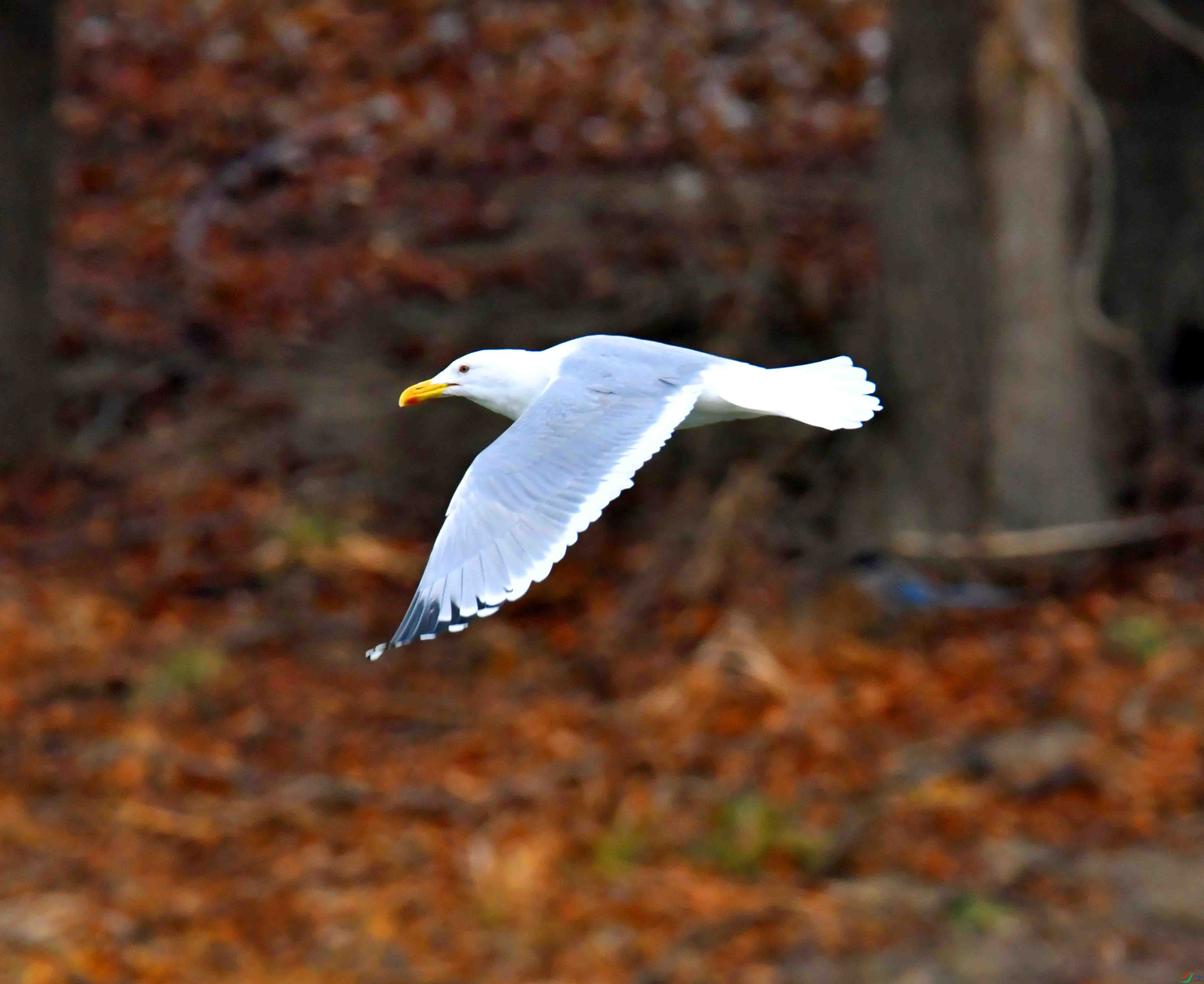 DSC_2311.JPG