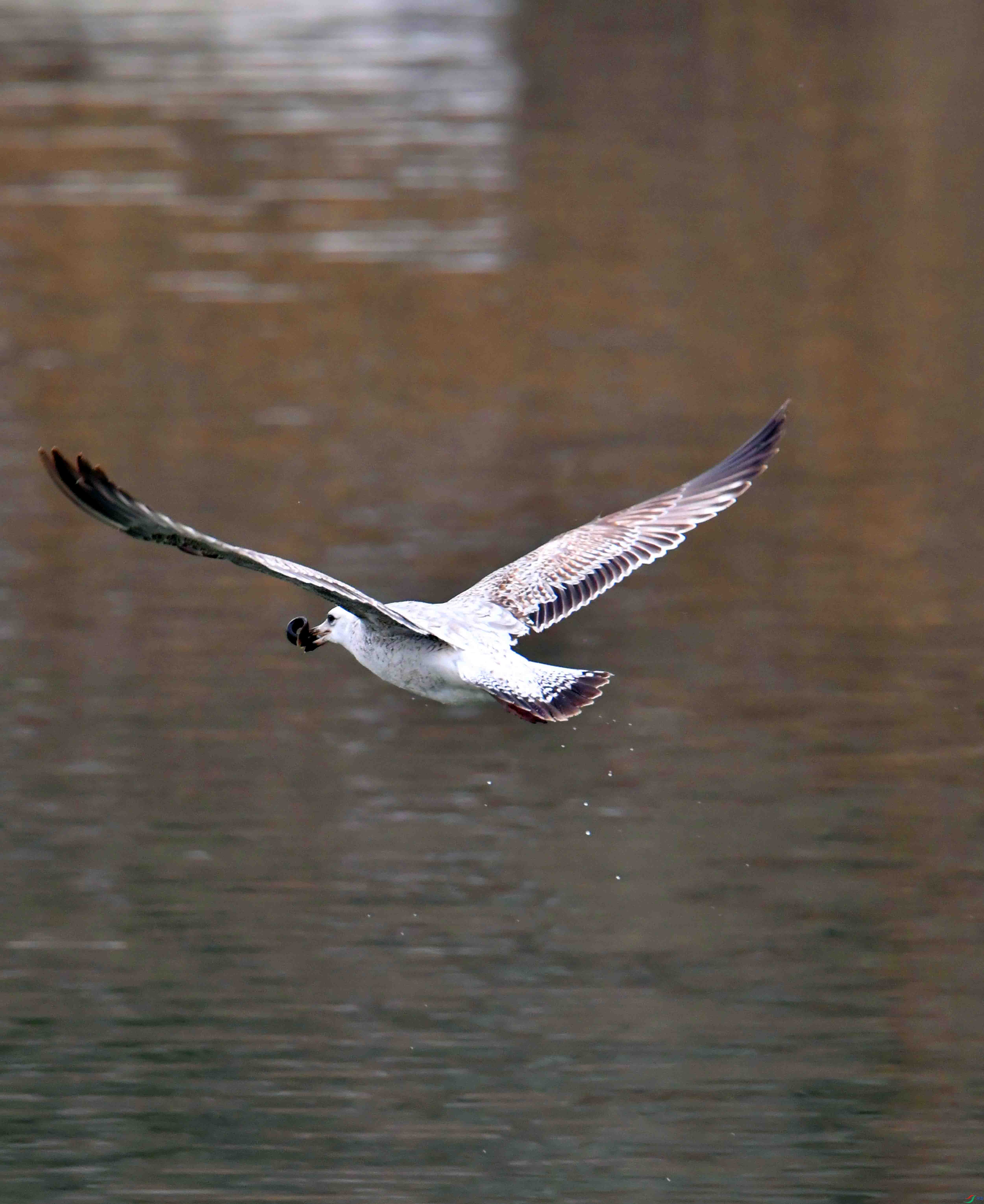 DSC_2325.JPG