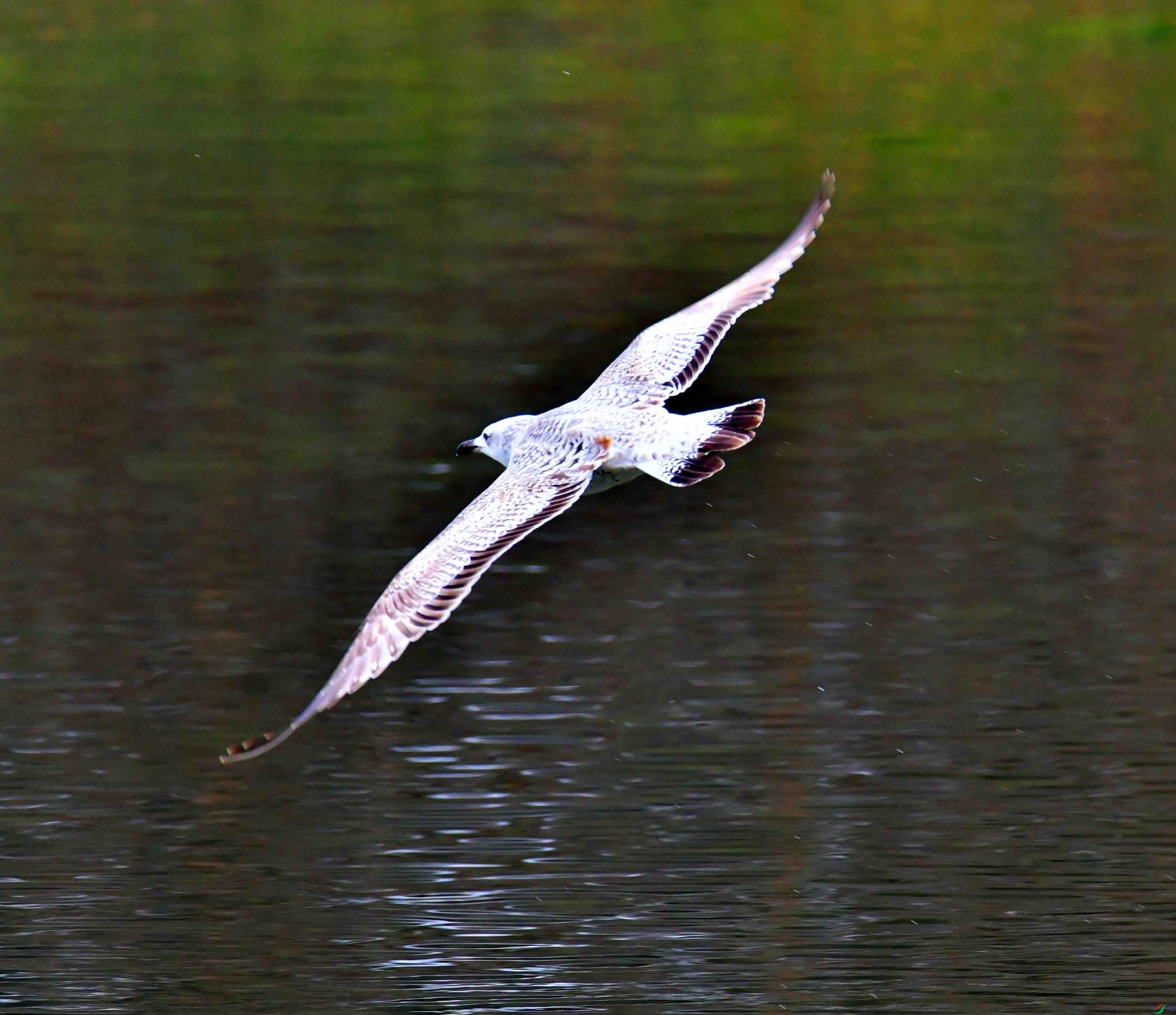DSC_2339.JPG
