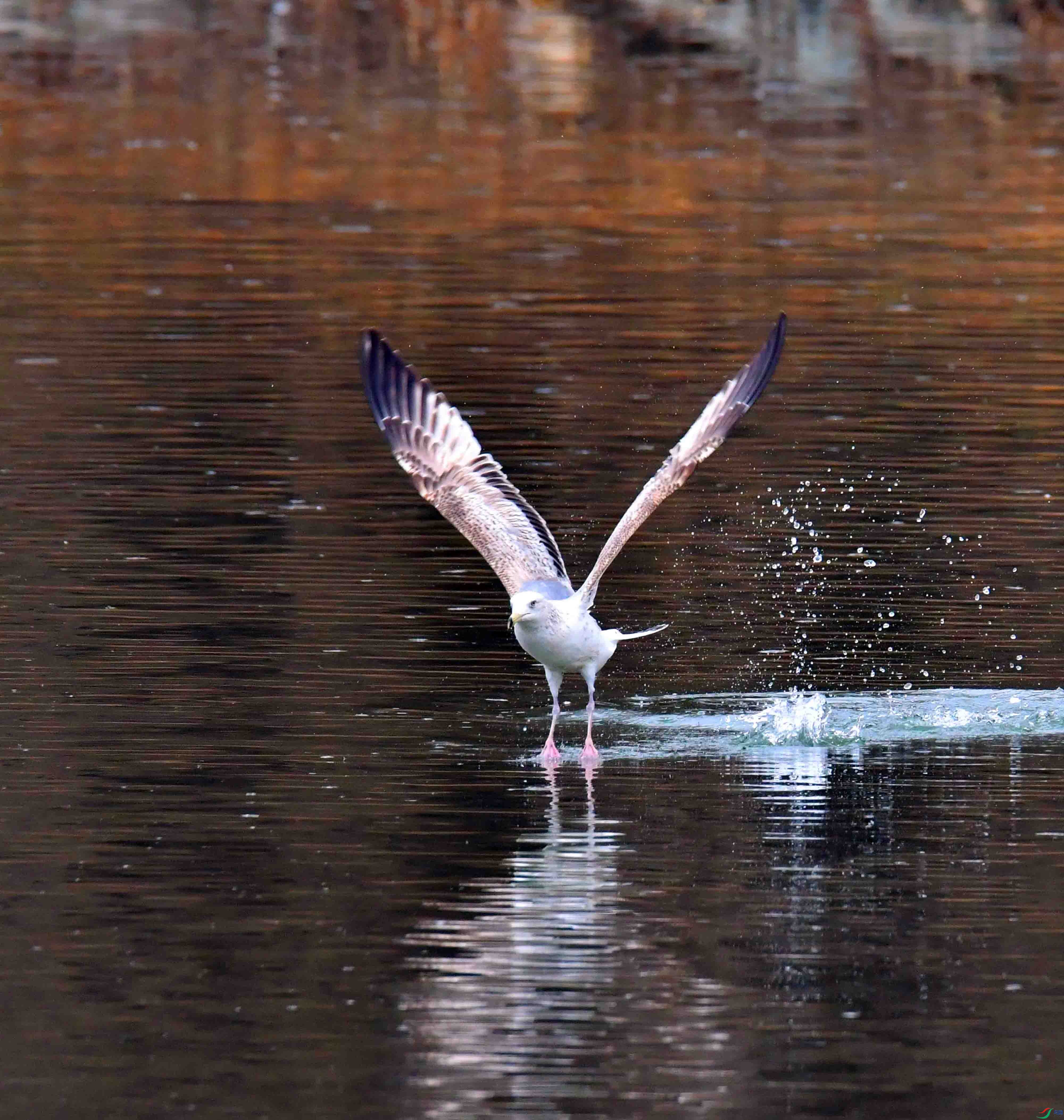 DSC_2354.JPG