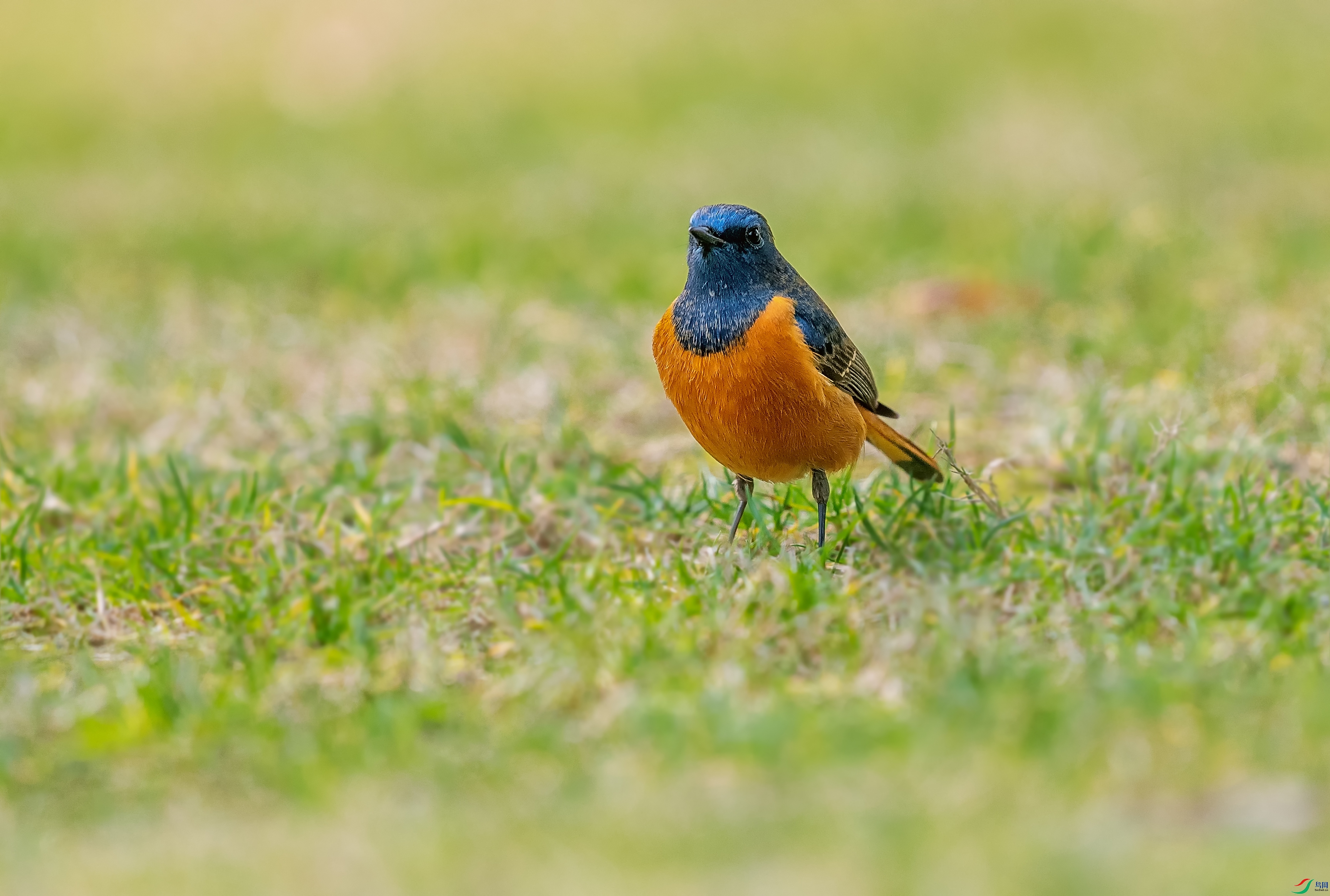 DSC_7475-1.jpg