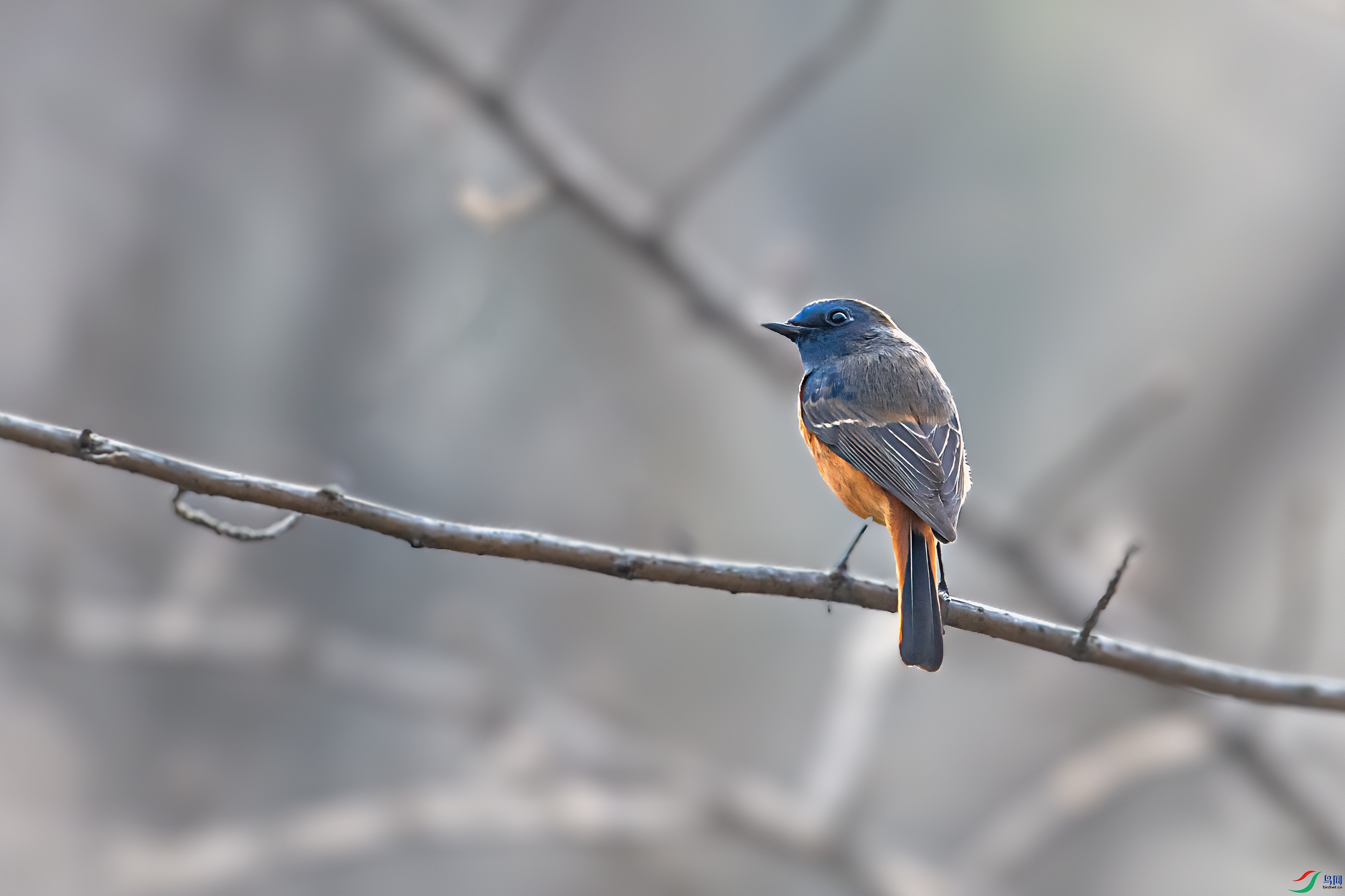 DSC_7498-1.jpg